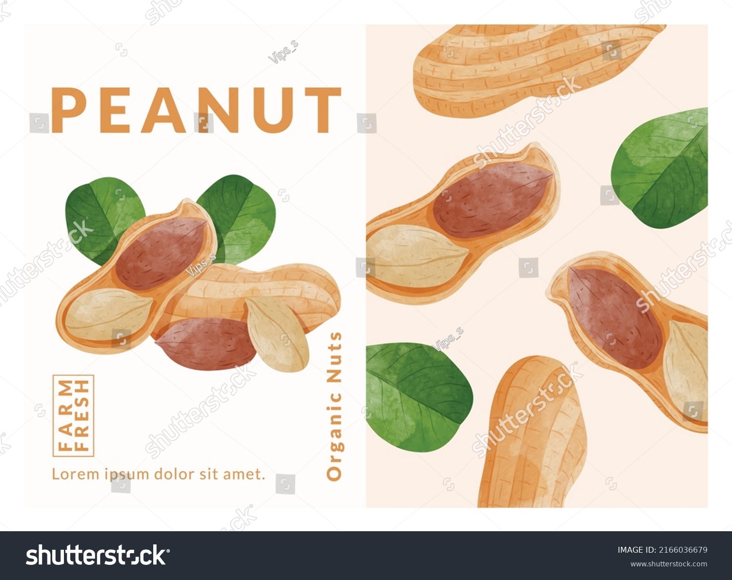 Peanut or Groundnut packaging design templates  watercolour style vector illustration.
