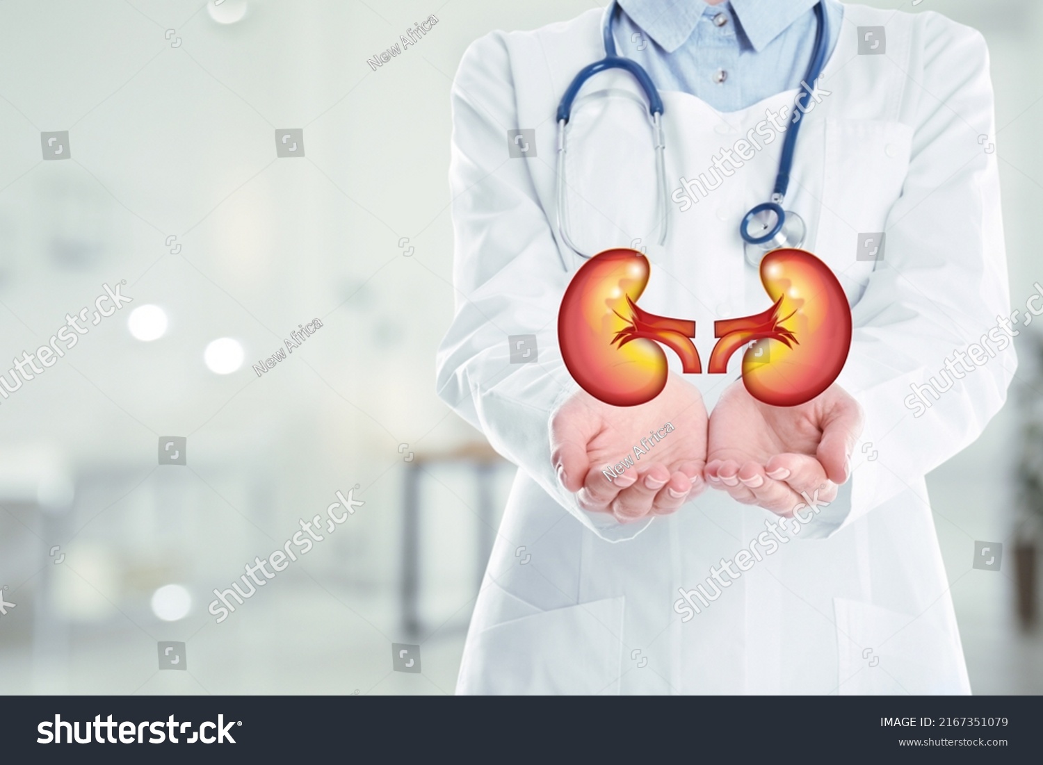 Closeup view of doctor indoors and illustration of kidneys  space for text