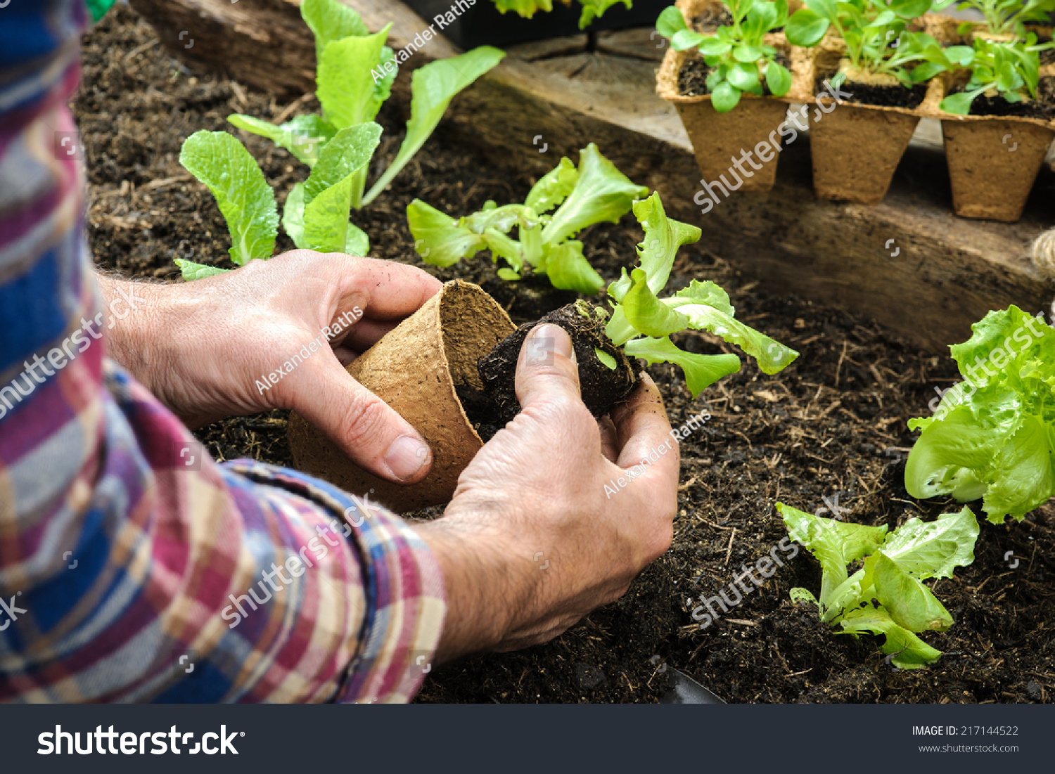 Farmer planting young seedlings of lettuce salad in the vegetable garden