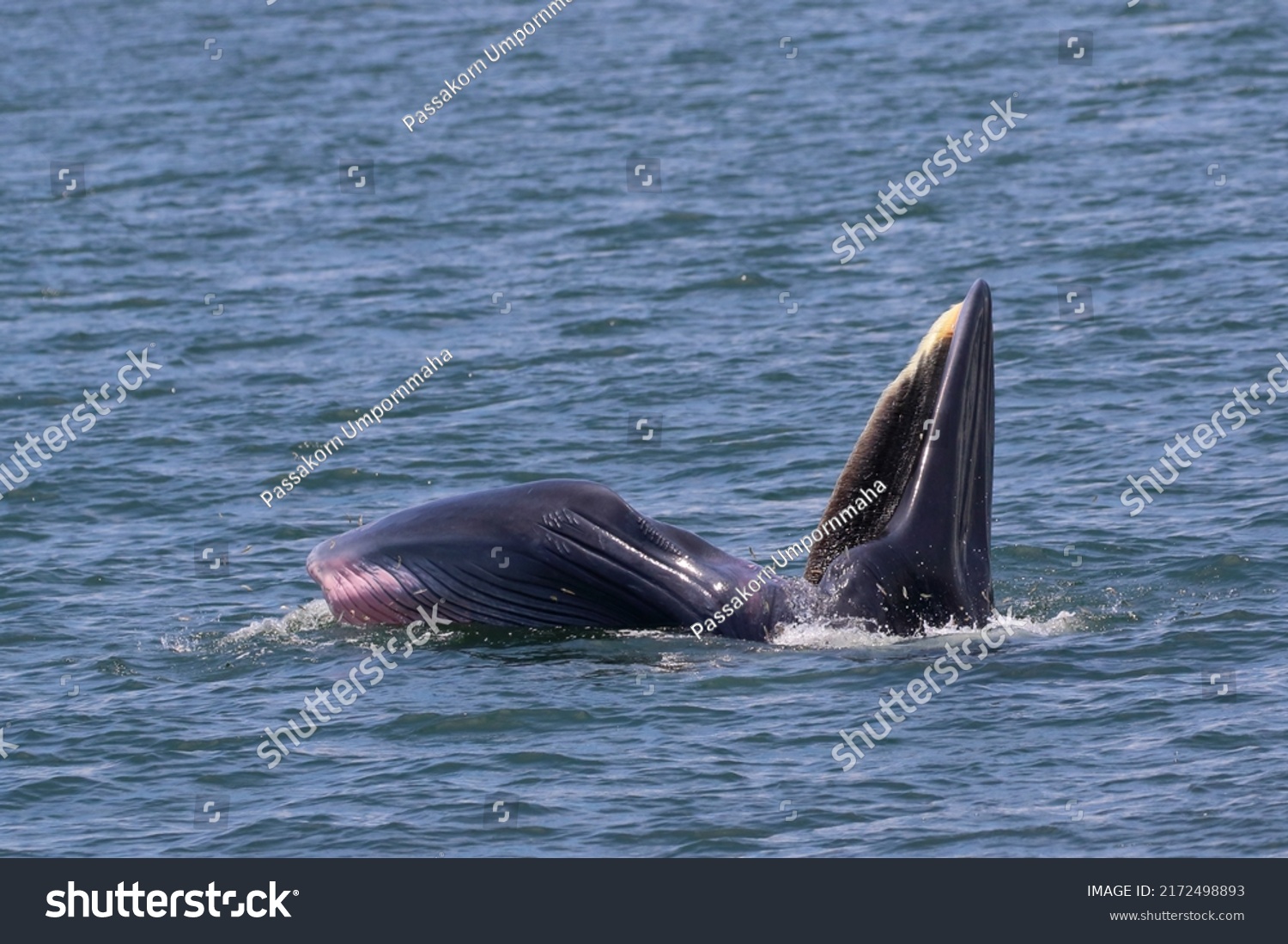 bryde's whale forage small fish in the gulf of thailand_站酷海洛