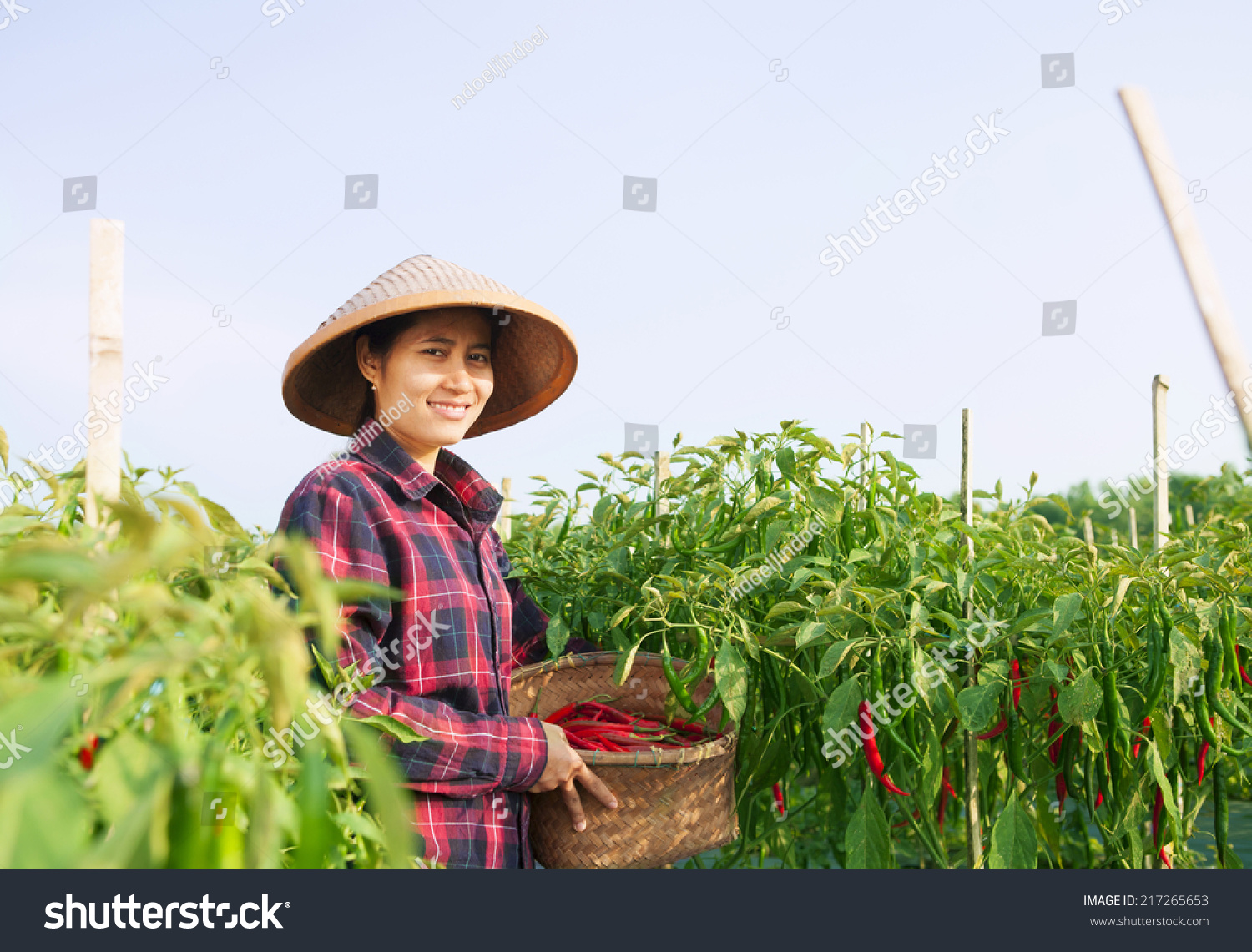 Farmer woman picking chili on the field