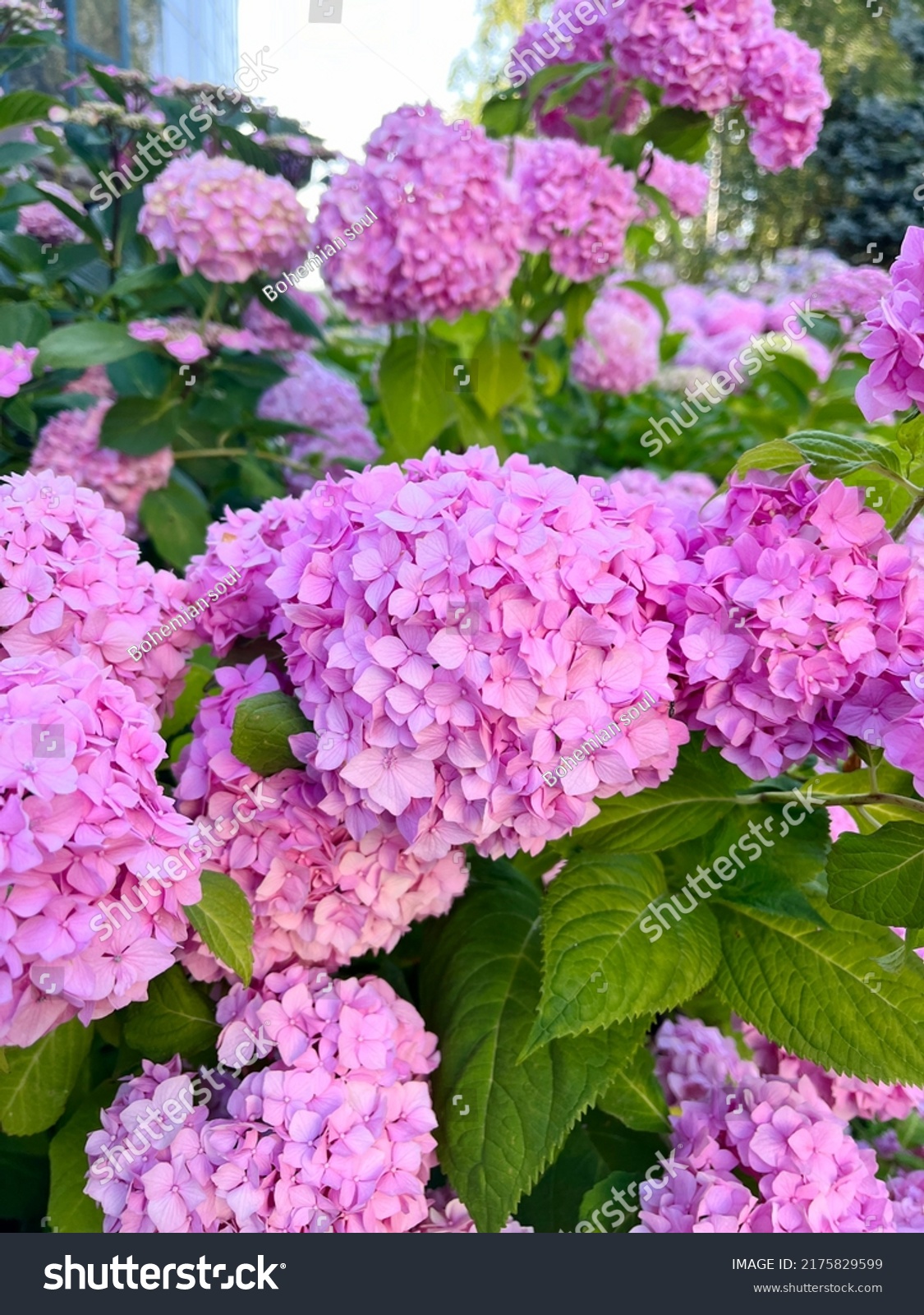 bluehydrangea花语