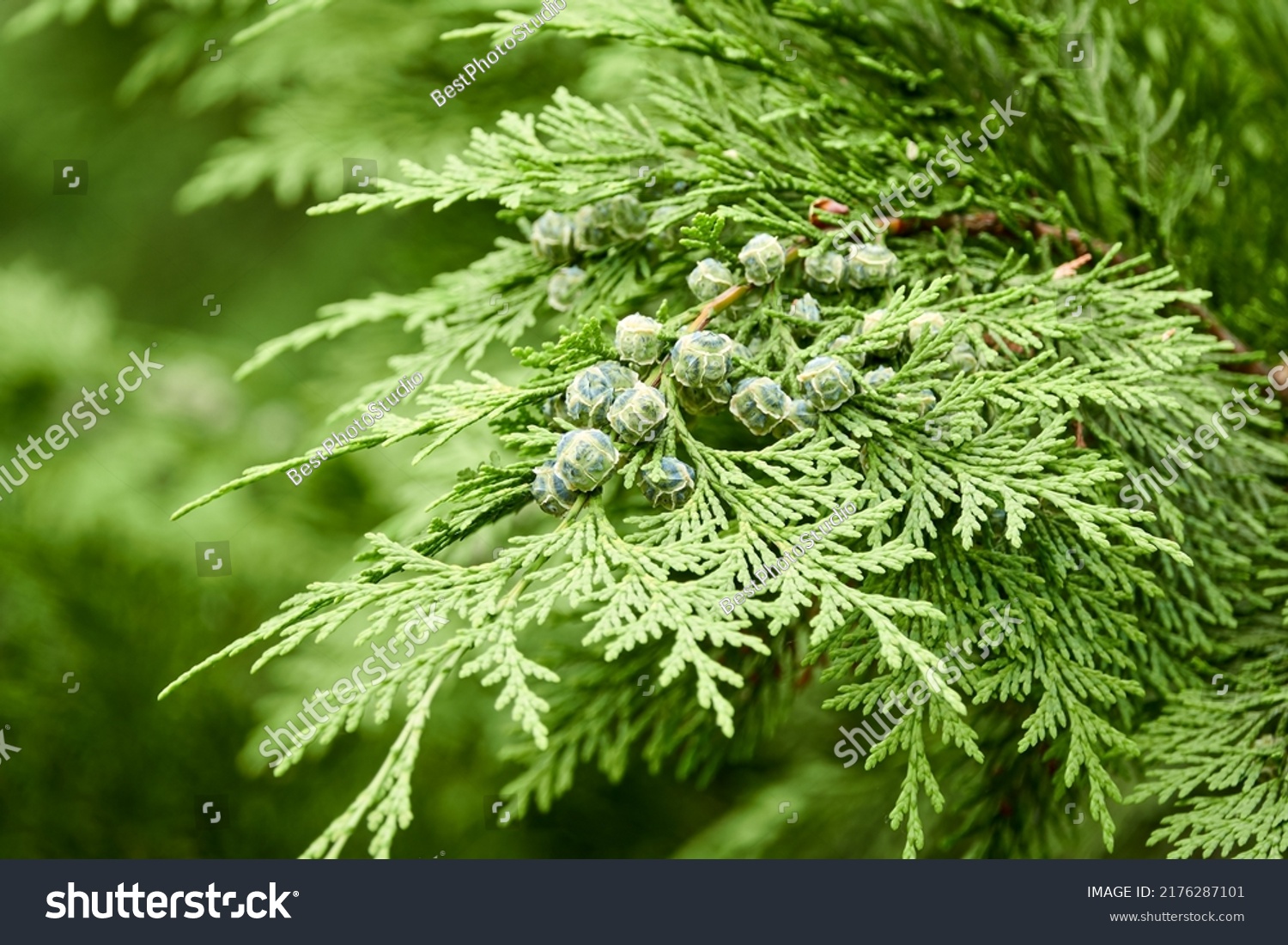 Chamaecyparis lawsoniana known as Port Orford cedar or Lawson cypress is conifer in genus Chamaecyparis family Cupressaceae. It is native to Oregon and northwestern California.