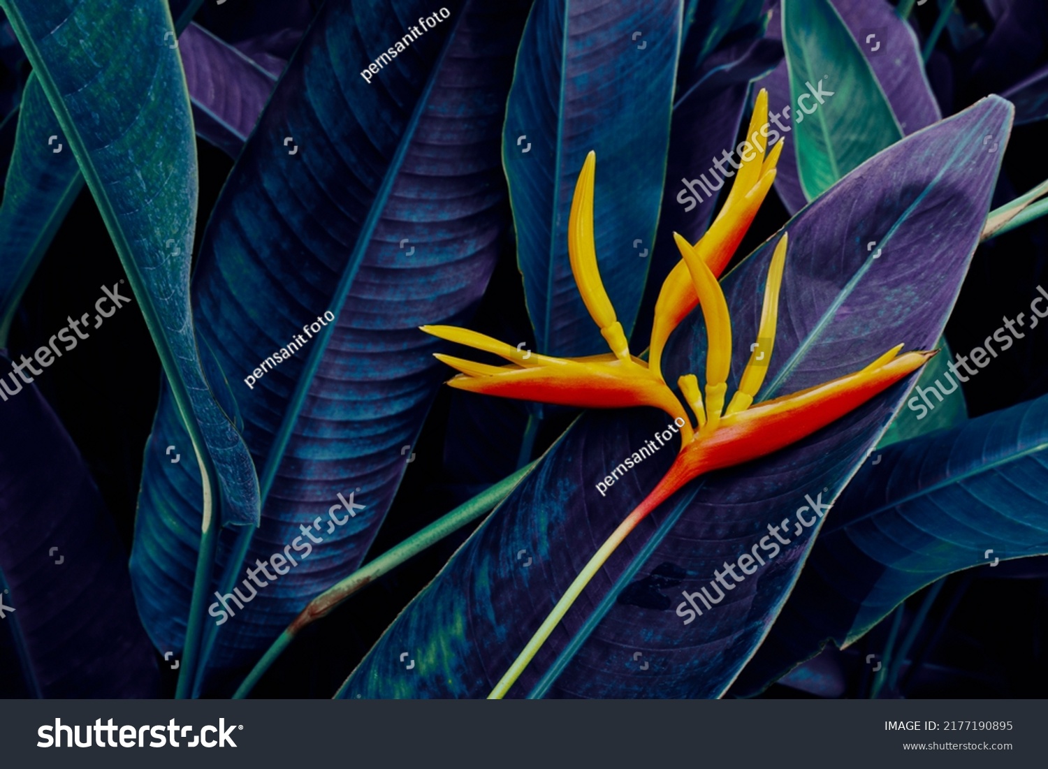 heliconia flower blooming on dark nature background