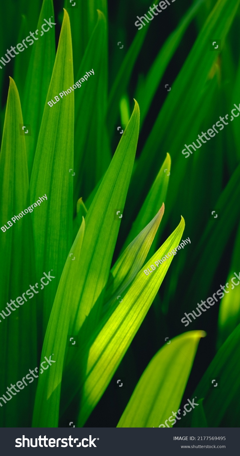 Macro shot of grass in the sunshine.