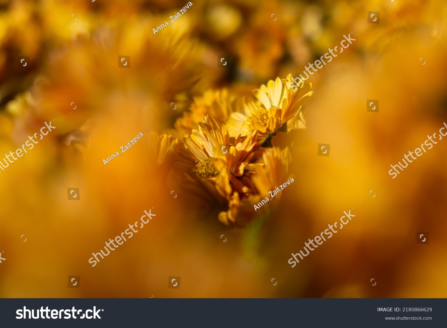 Background of yellow-orange chrysanthemums closeup in bright sunlight. Autumn flowers in the garden. Soft focus the warm rays of the sun full frame. Natural autumn background for mother's day. Macro