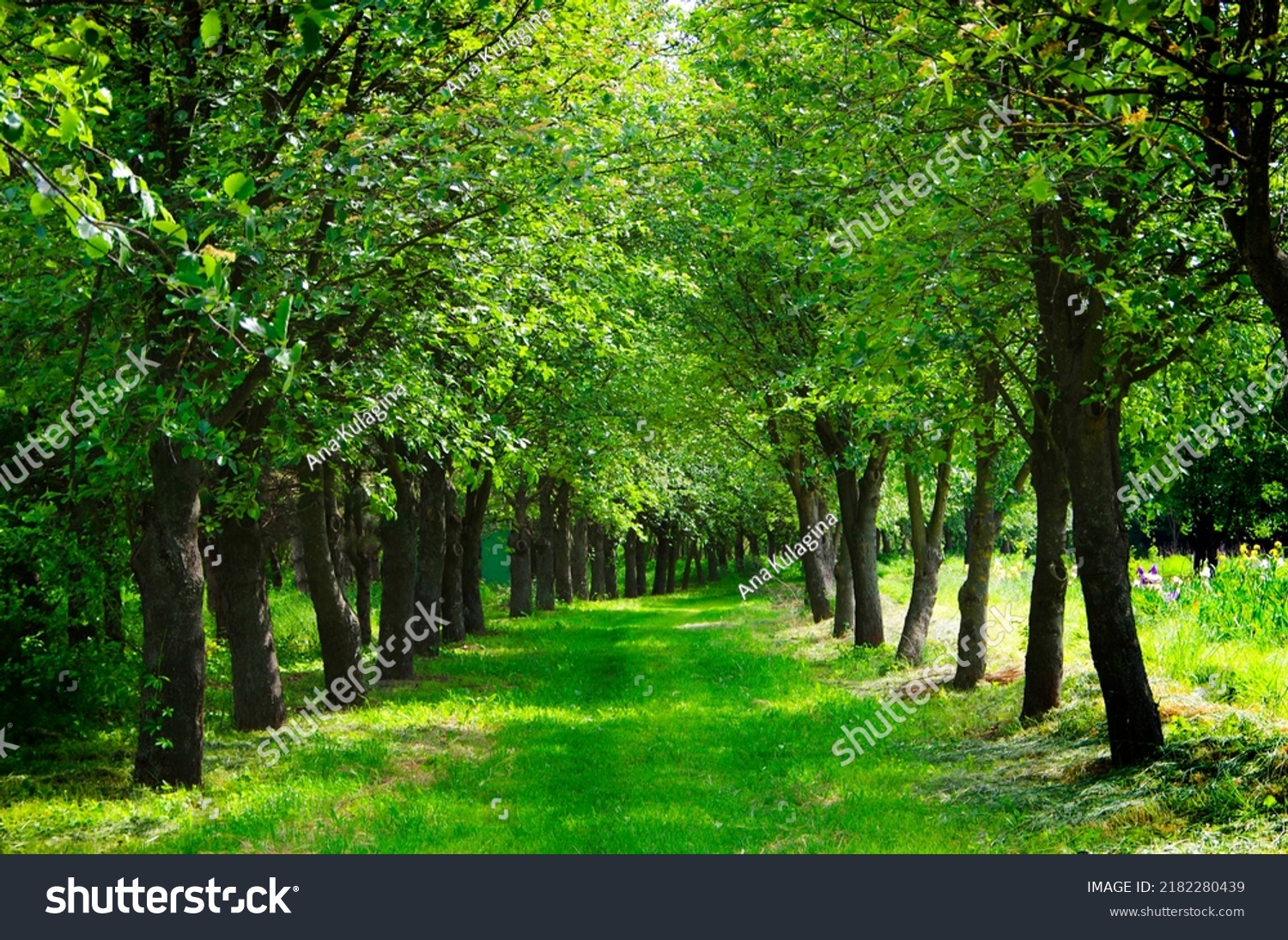 Path in the forest belt among the trees.