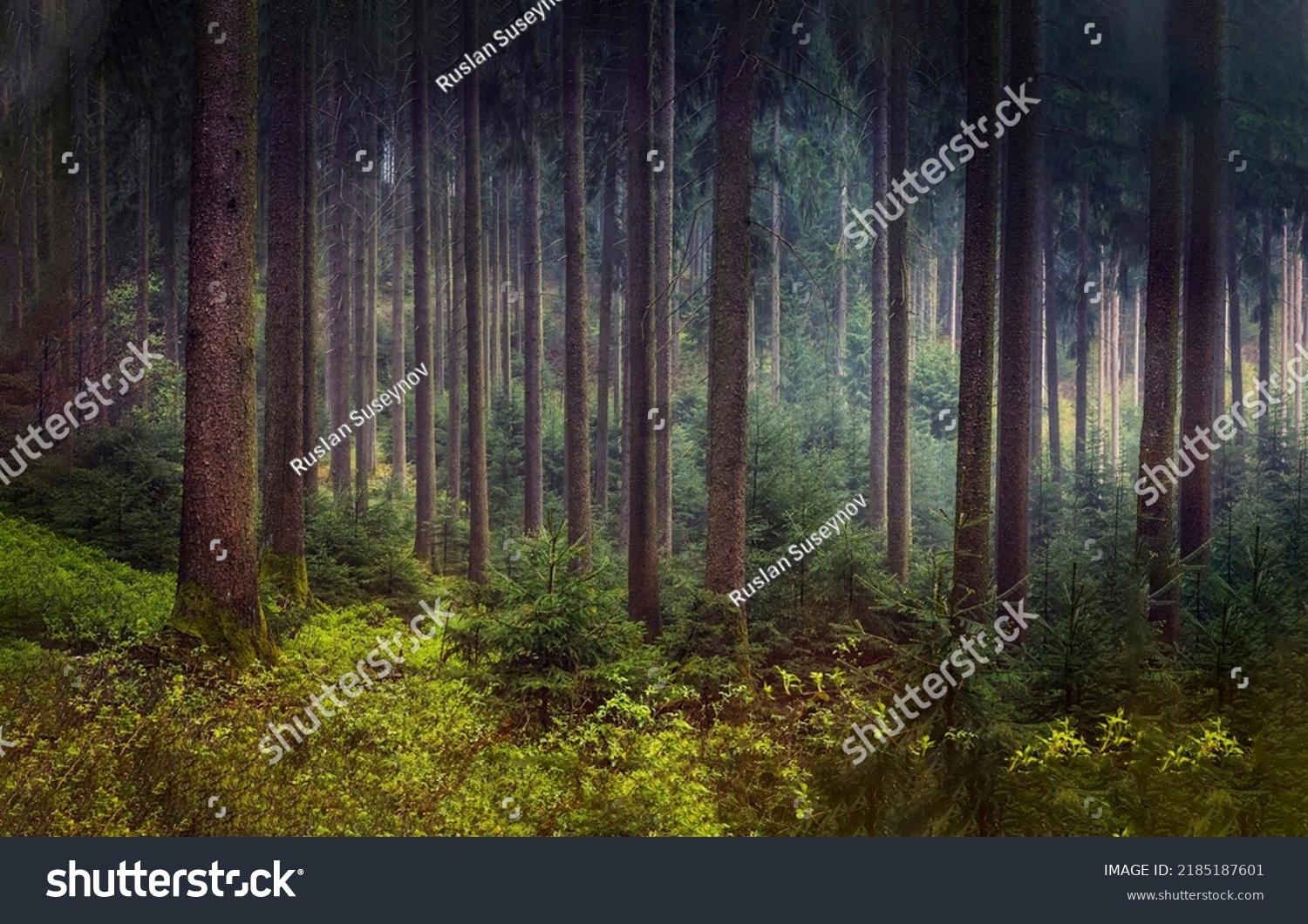 Sun rays in the forest