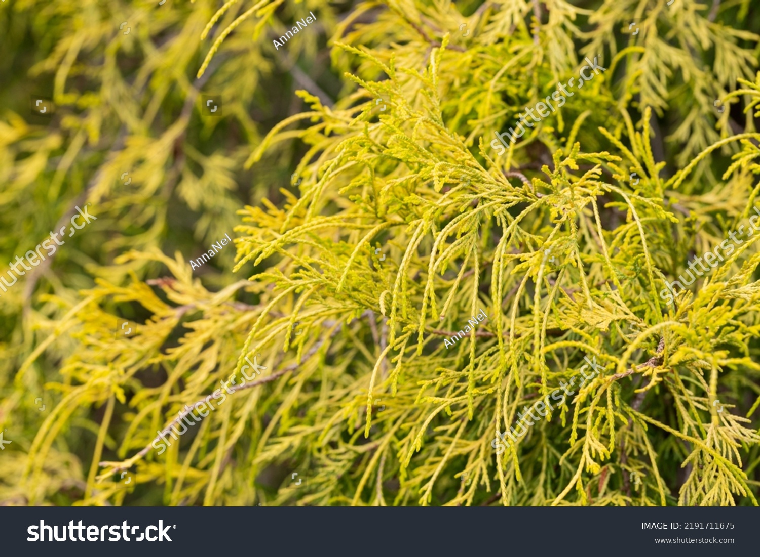 Gold dwarf threadleaf false cypress Chamaecyparis pisifera Filifera Aurea Nana selective focus natural background