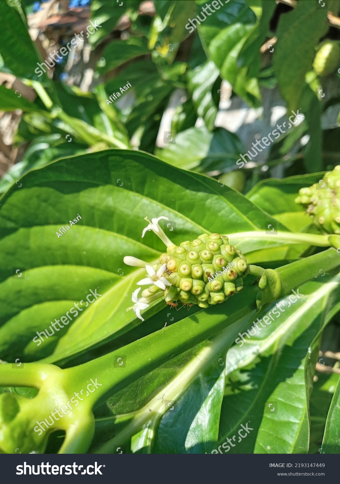 younggreennonifruitwithflowers