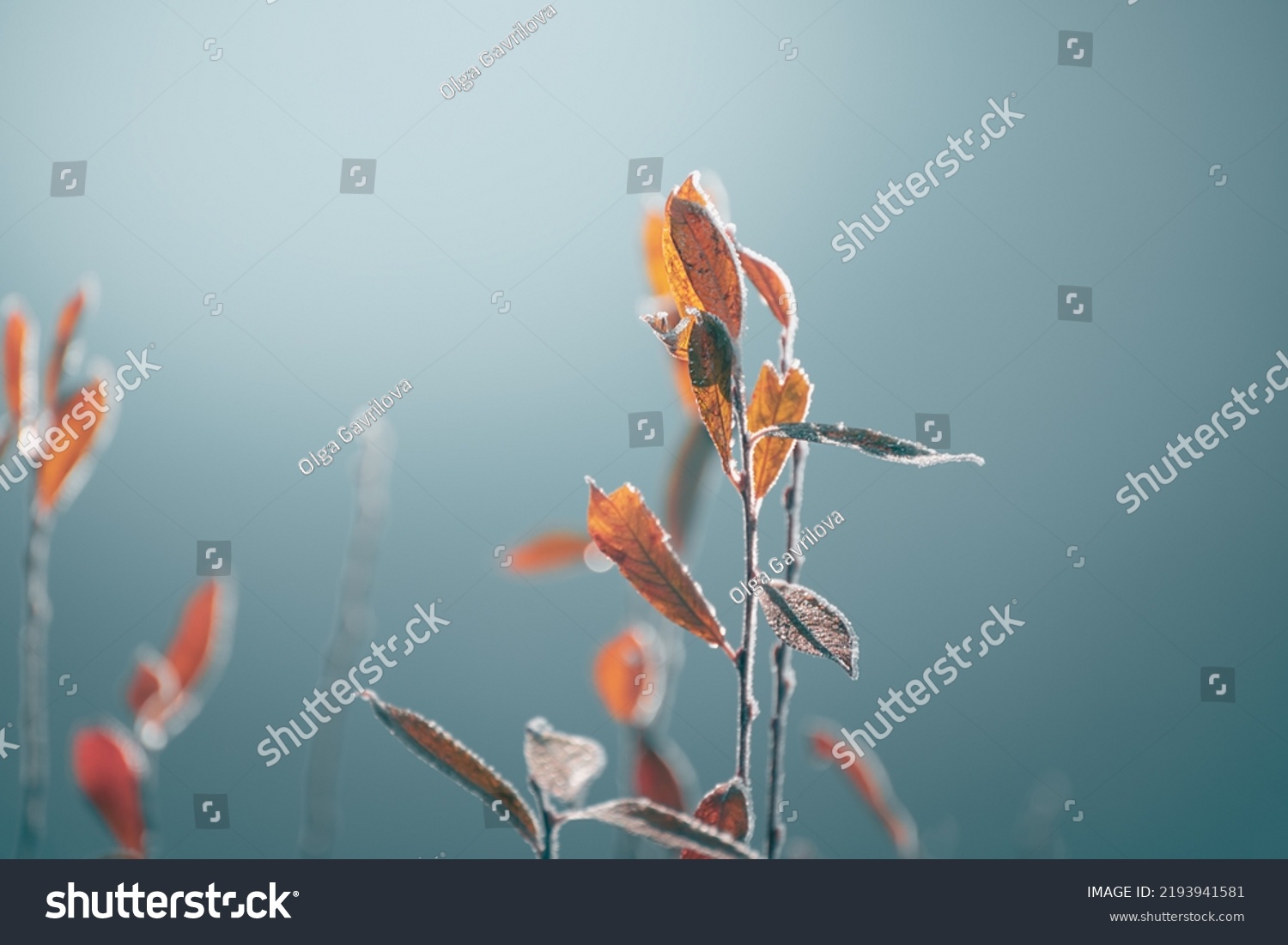 Frosted trees with yellow leaves on the shore of lake. Macro image shallow depth of field. Autumn nature background