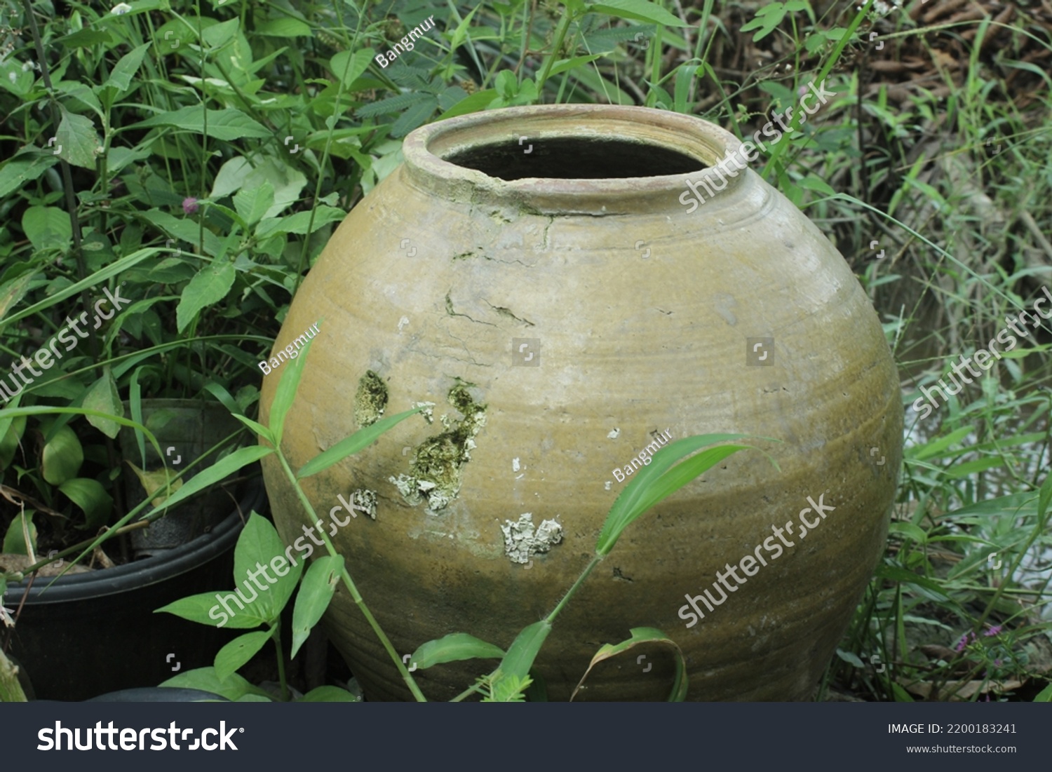 pottery jug among house plants