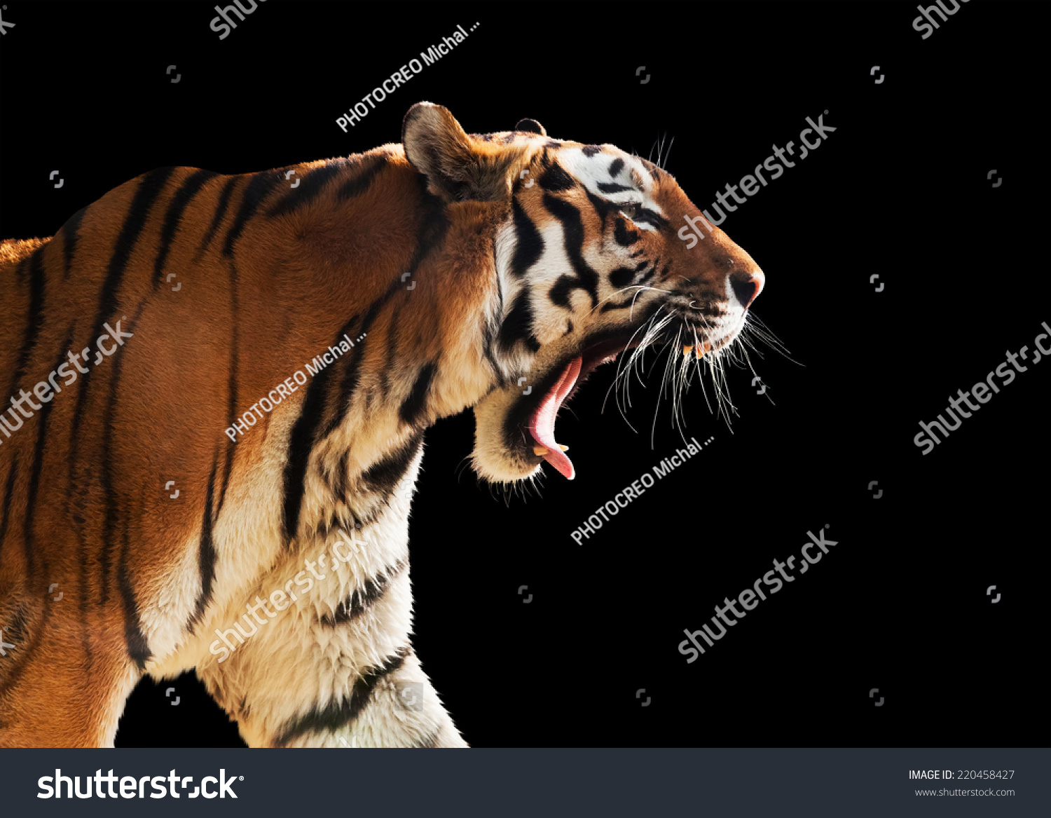 Wild tiger roaring. Isolated on black background  perfect for easy cut out.