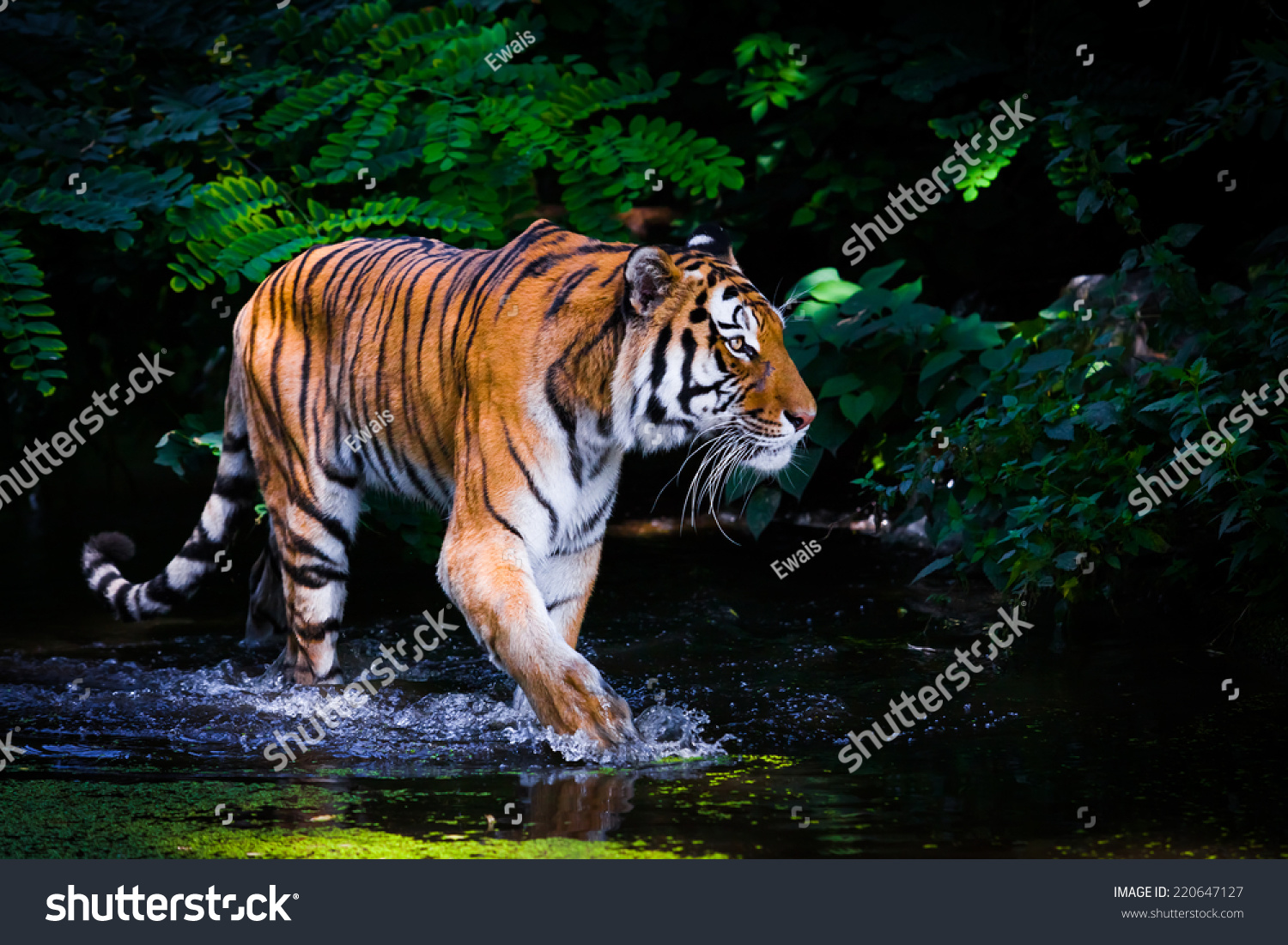 Tiger in water.