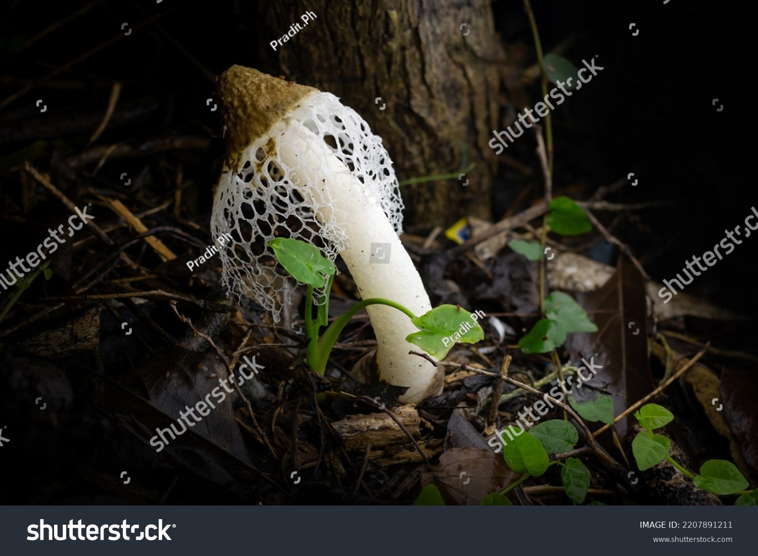 Basket Stinkhorm Mushroom (Phallus merulinus) n inhabitant of tropical regions basket stinkhorn sports a pretty netted skirt (known as indusium) that looks like an inverted woven basket.