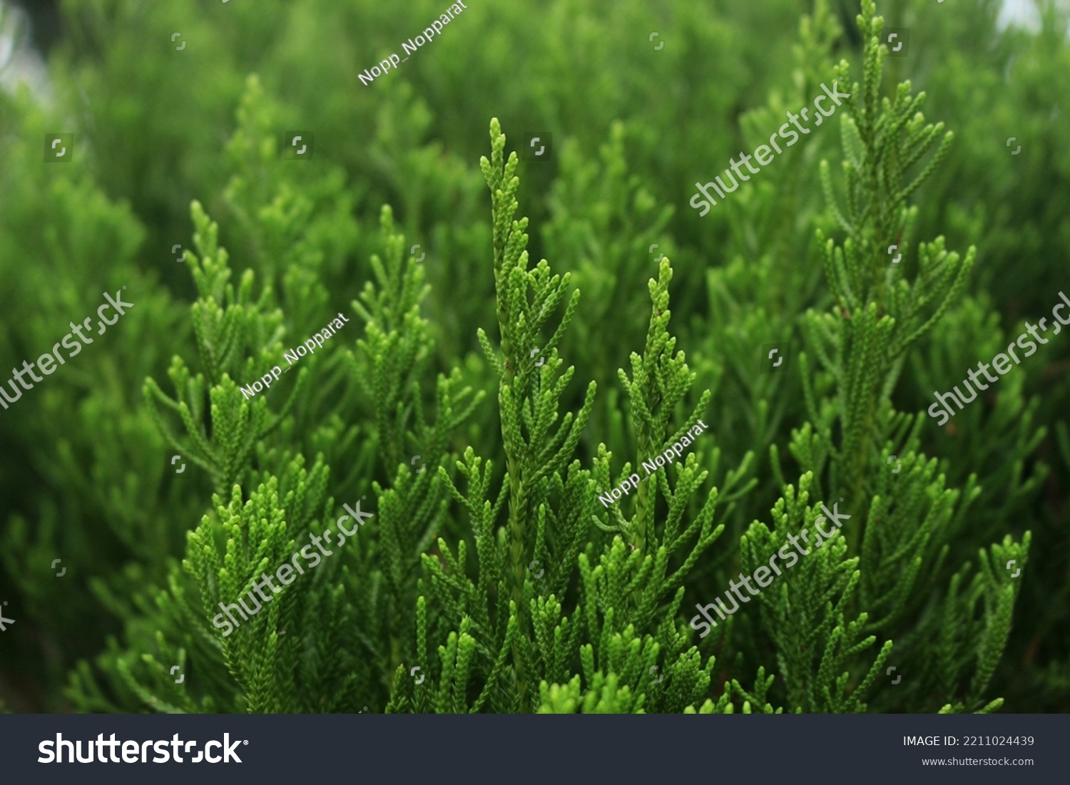 green leaves of pine tree or cypress tree in the park blurred background. Selective focus.
