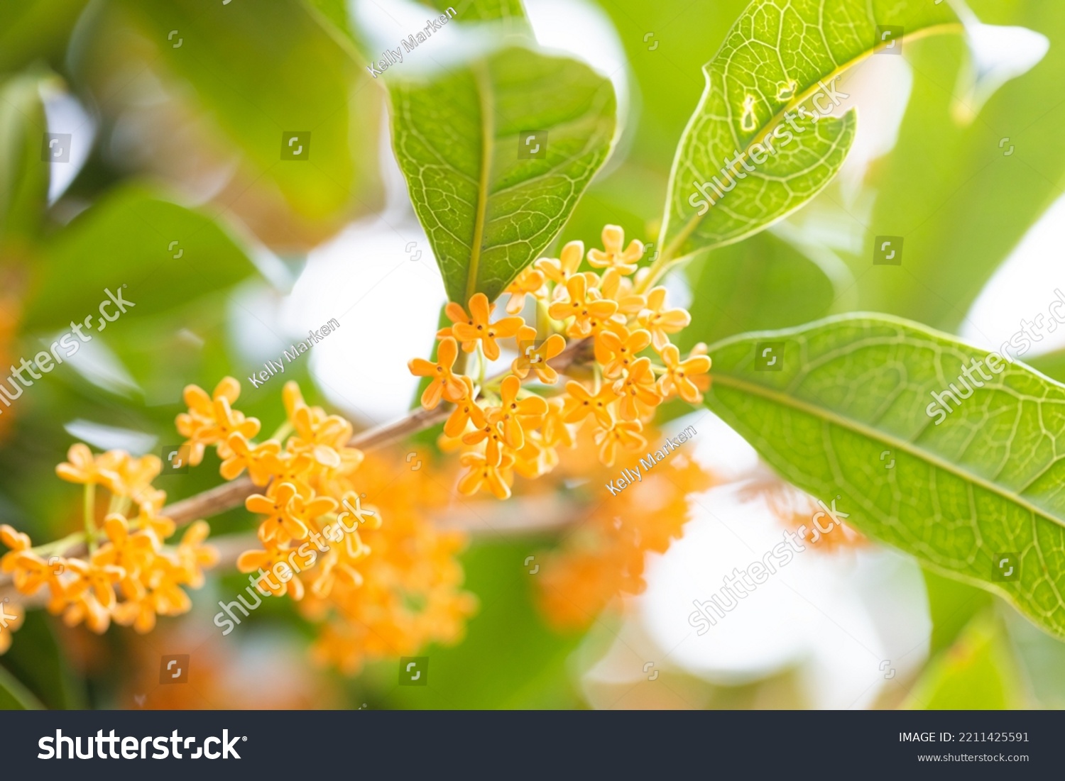 Osmanthus flower in full bloom