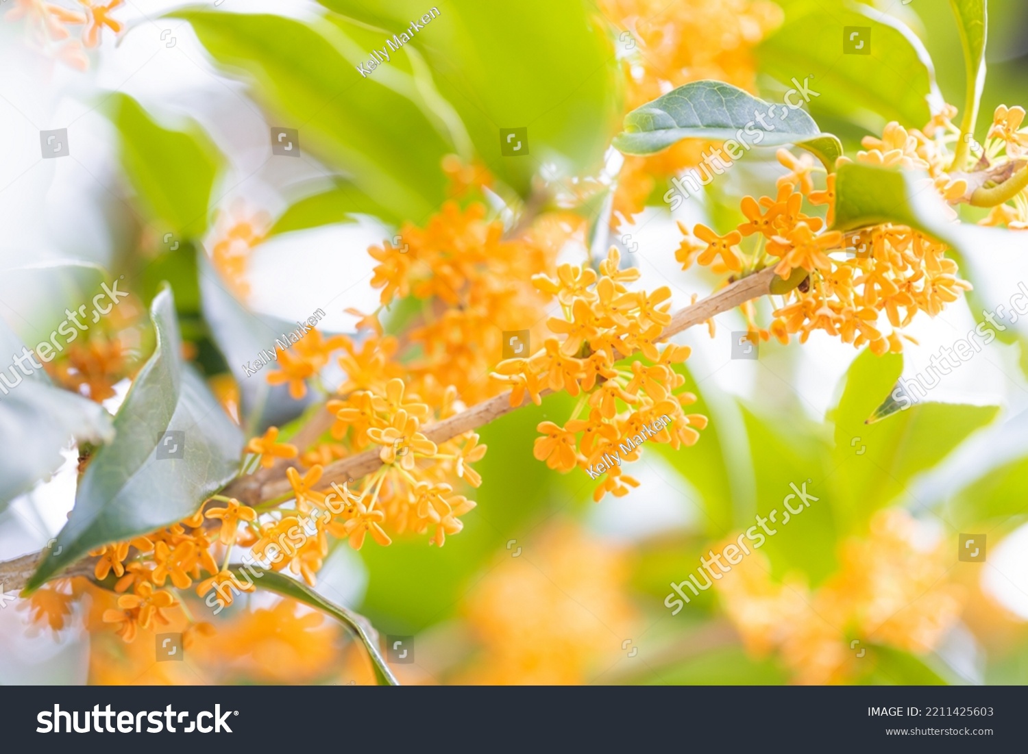 Osmanthus flower in full bloom