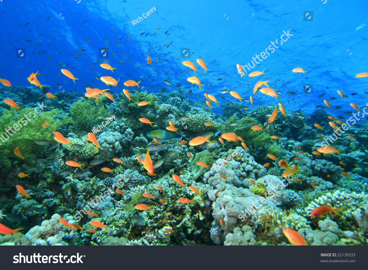 Coral Reef at the Blue Hole in Dahab  Egypt