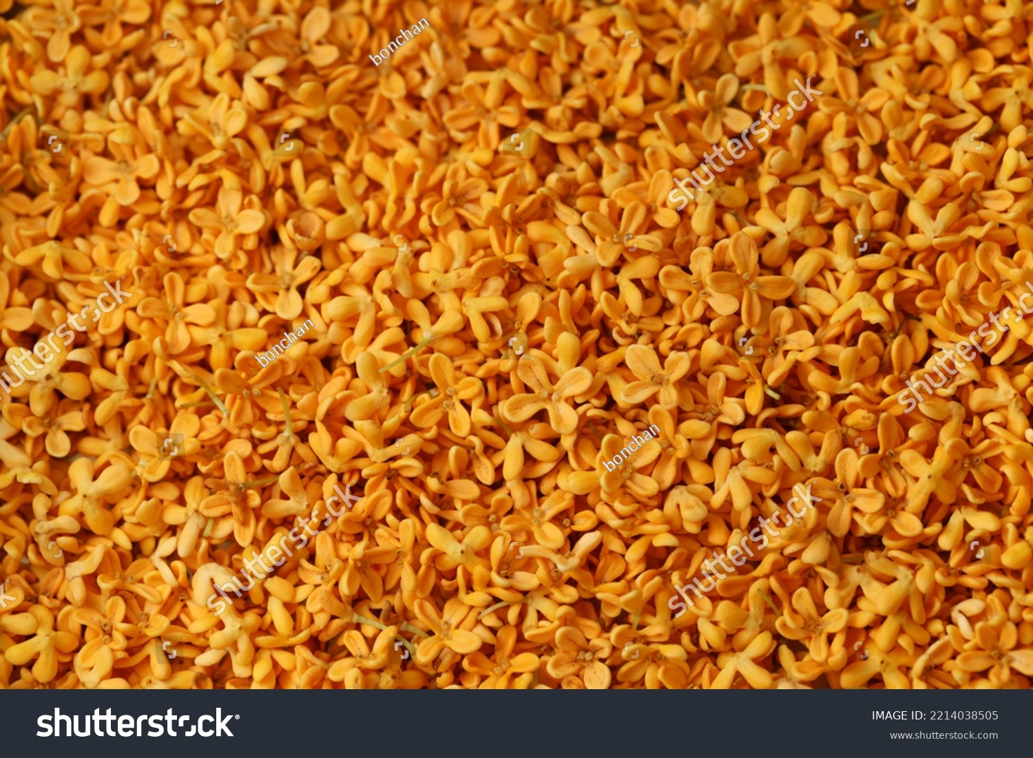 sweet osmanthus flowers  backdrop texture