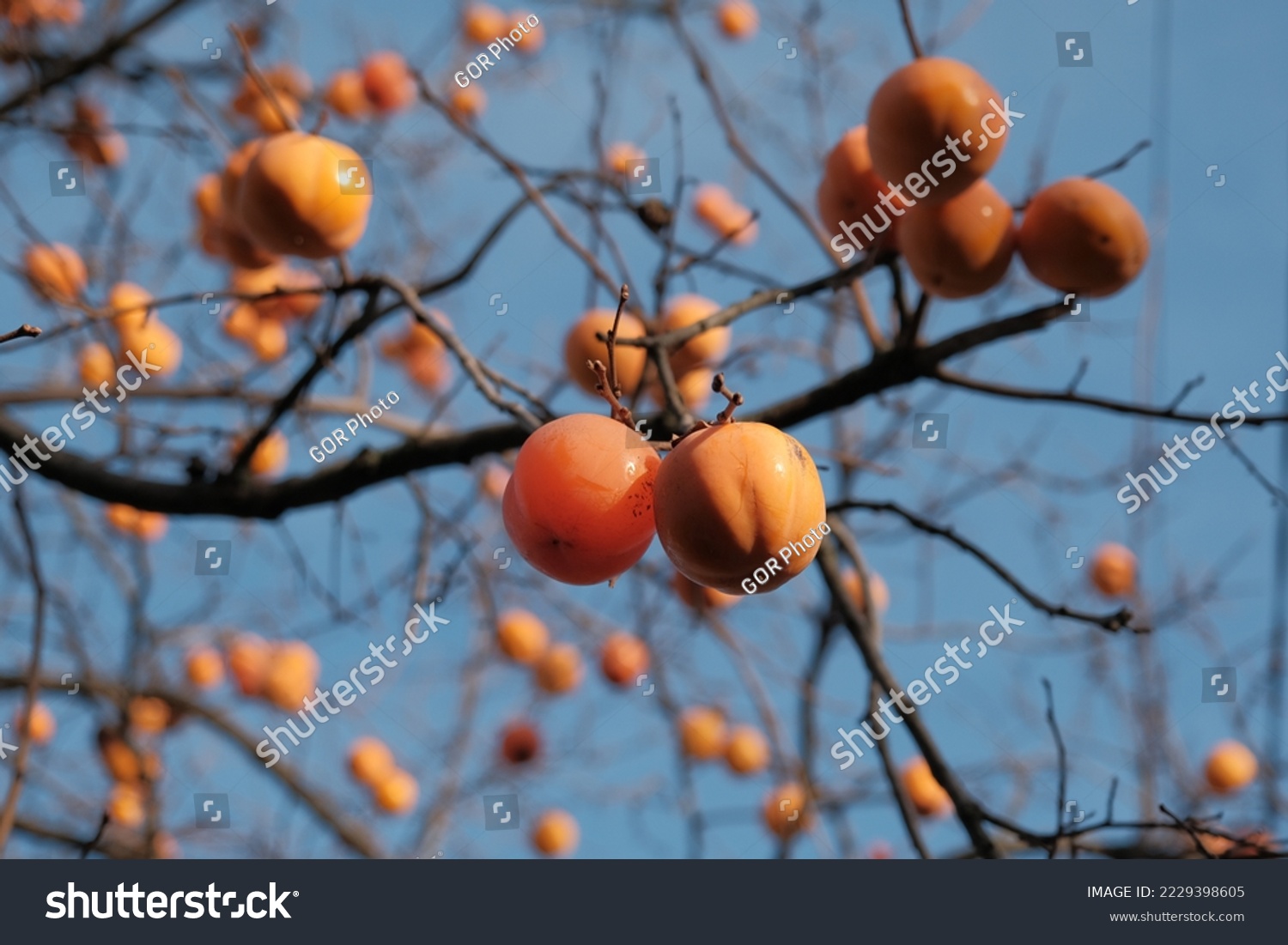 persimmon fruit on the branch. Persimmon tree with Ripe orange fruits in the autumn garden. Kaki plum tree Japanese persimmon Diospyros kaki Lycopersicum