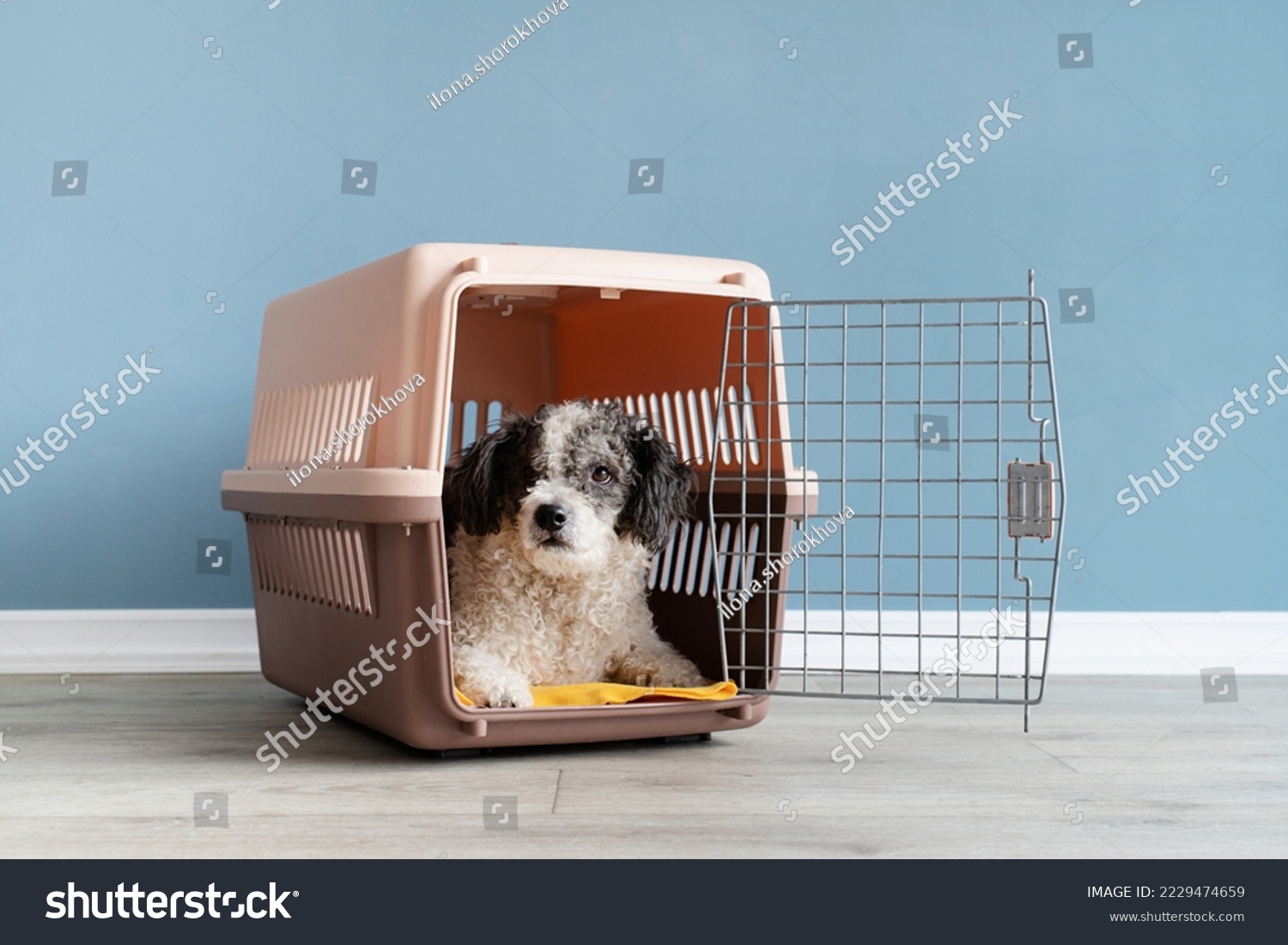 Travel carrier box for animals. Cute bichon frise dog lying in travel pet carrier  blue wall background  copy space