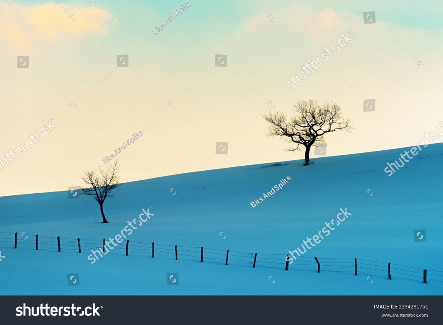 Deciduous trees with bare branches on snow covered hills in winter at Zlatibor mountain in Serbia  minimalistic landscape