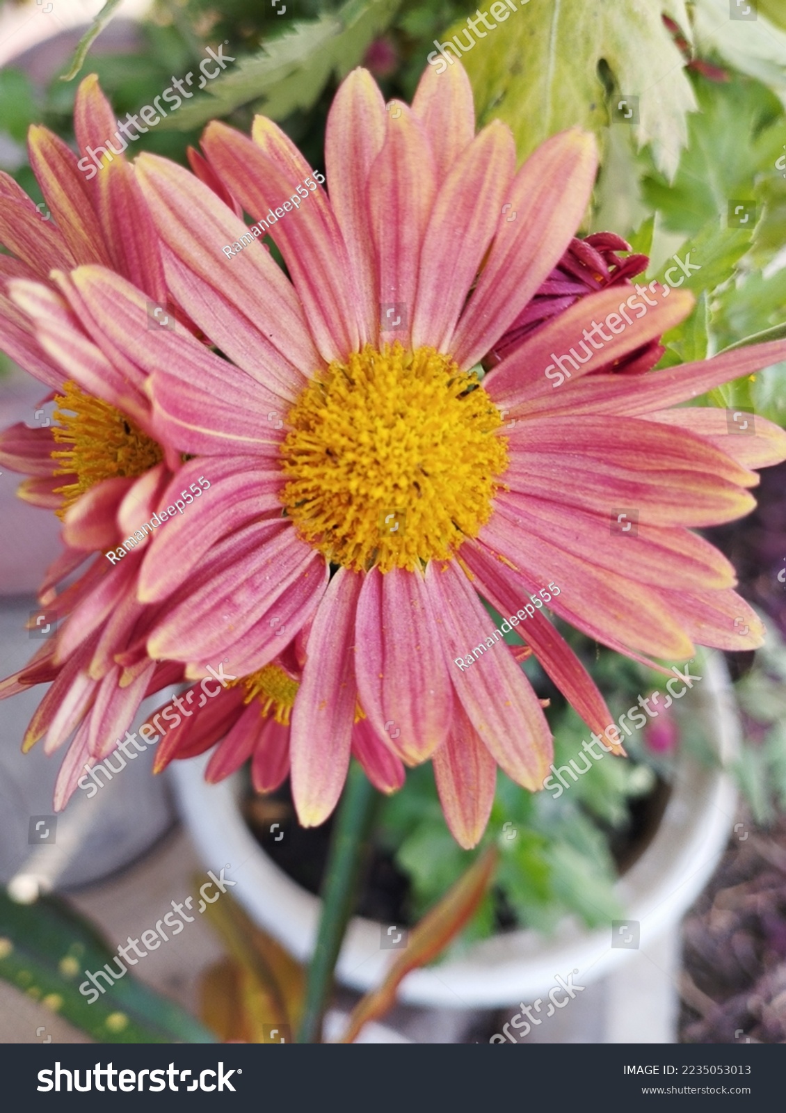 red and yellow flower in the garden