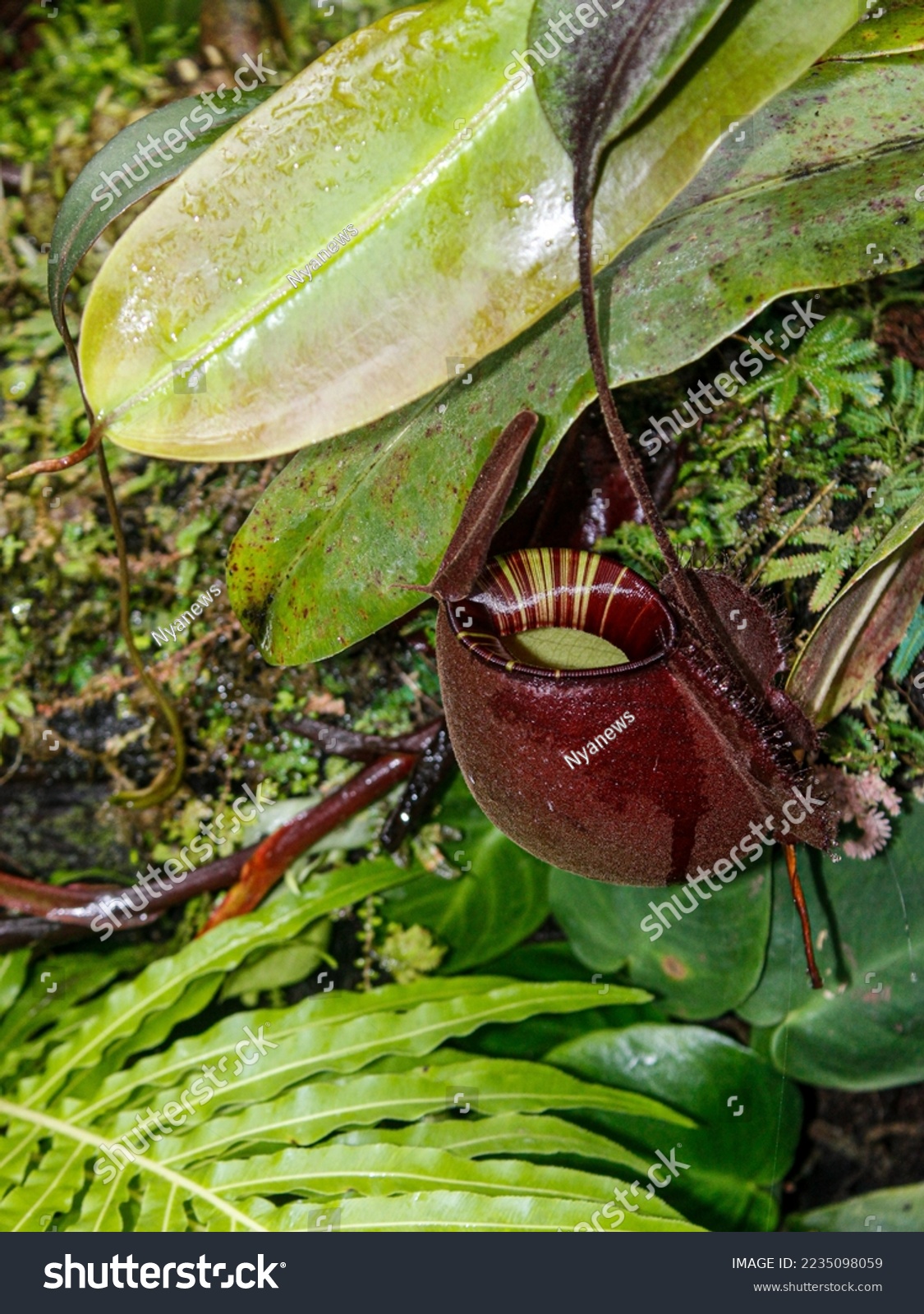 nepenthesrafflesianasauatacarnivorouspitcherplantgrowinginagreen