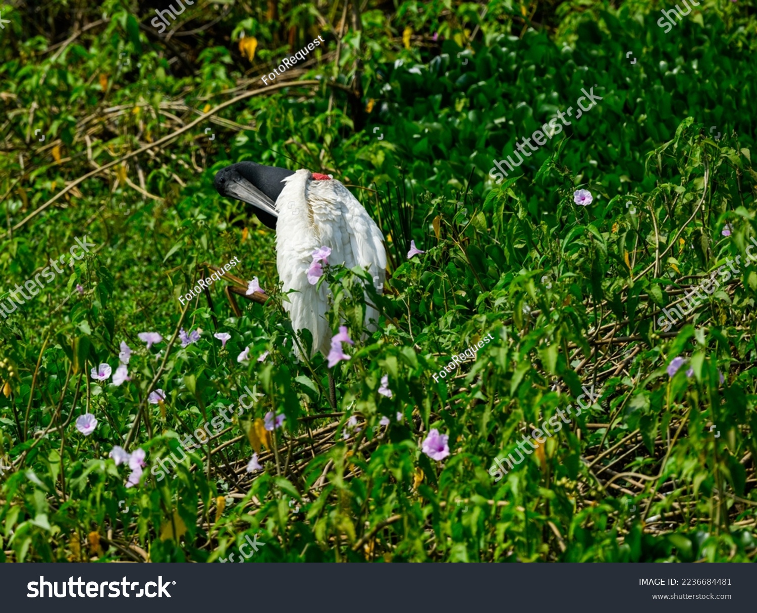 Jabiru preening standing in green vegetation