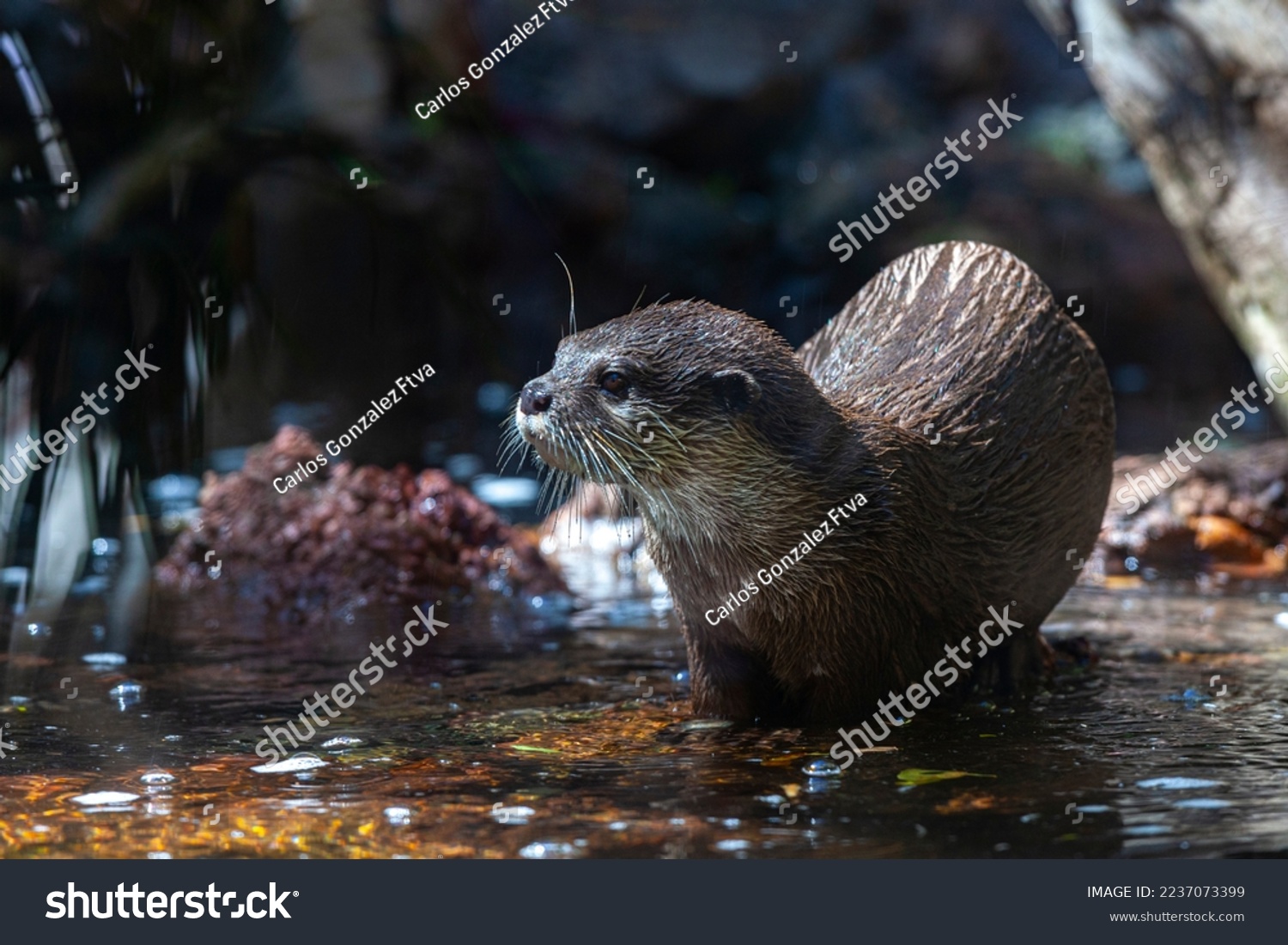 
otter coming out of the water