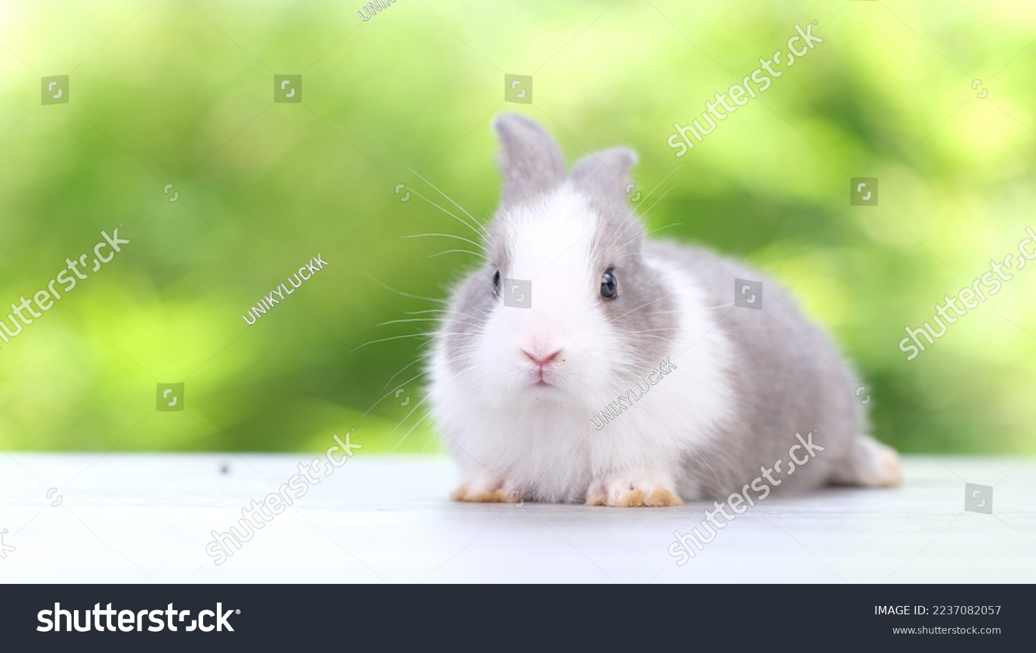 Lovely bunny easter fluffy baby  rabbit on green garden nature background. 2023 year of golden rabbit. Animal symbol of easter day.