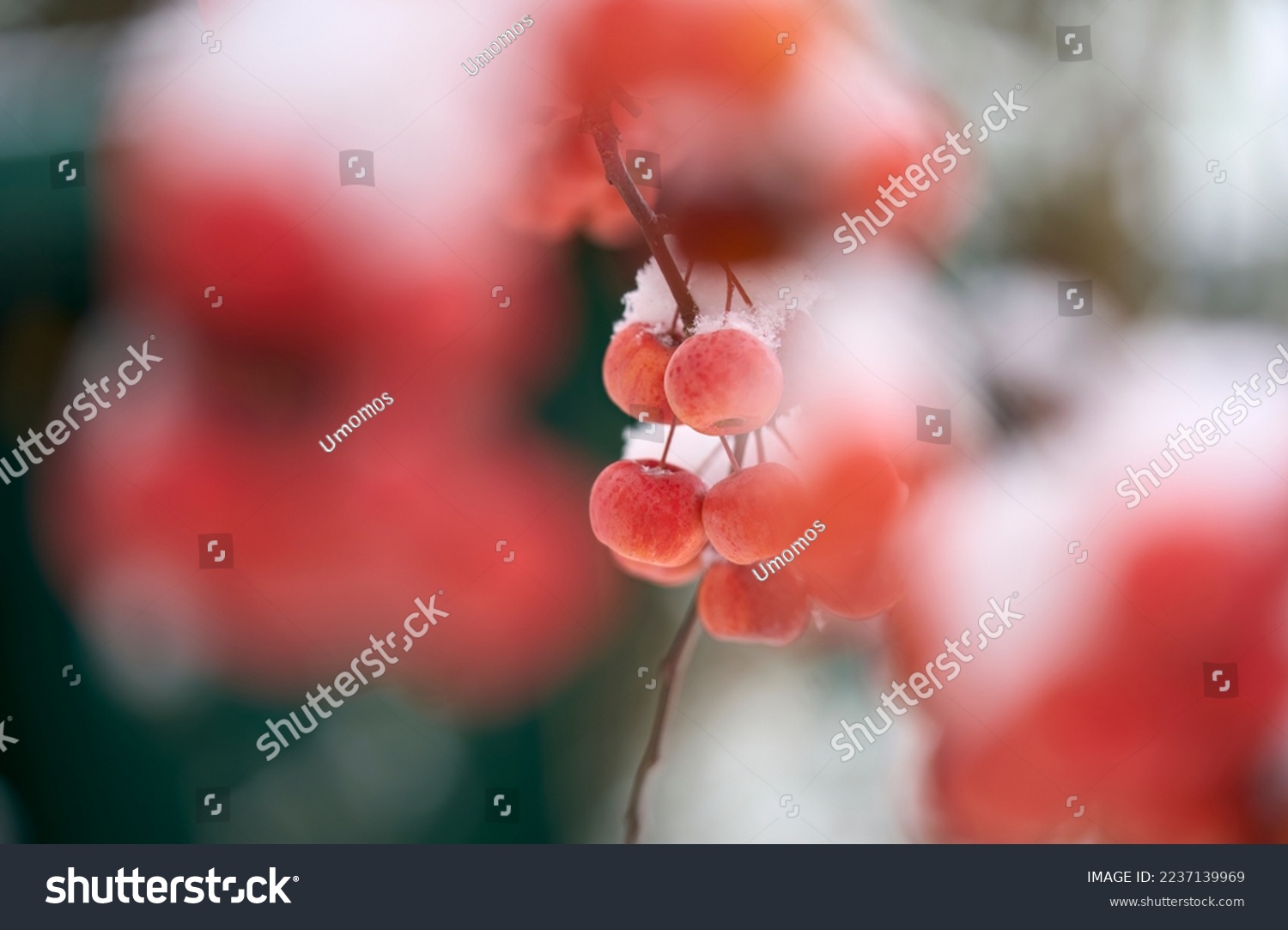 ripe red snow covered apples on an ornamental apple tree in early winter