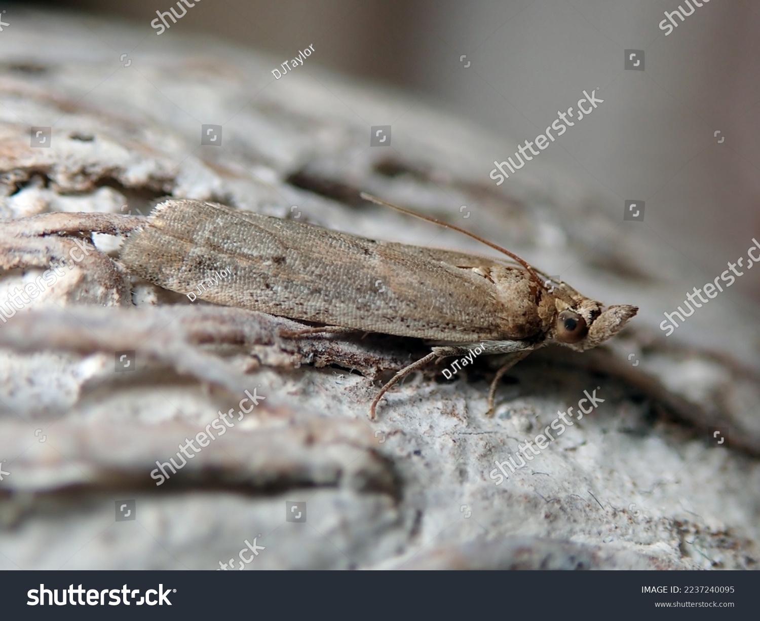 Gymnancyla canella Moth  a coastal species