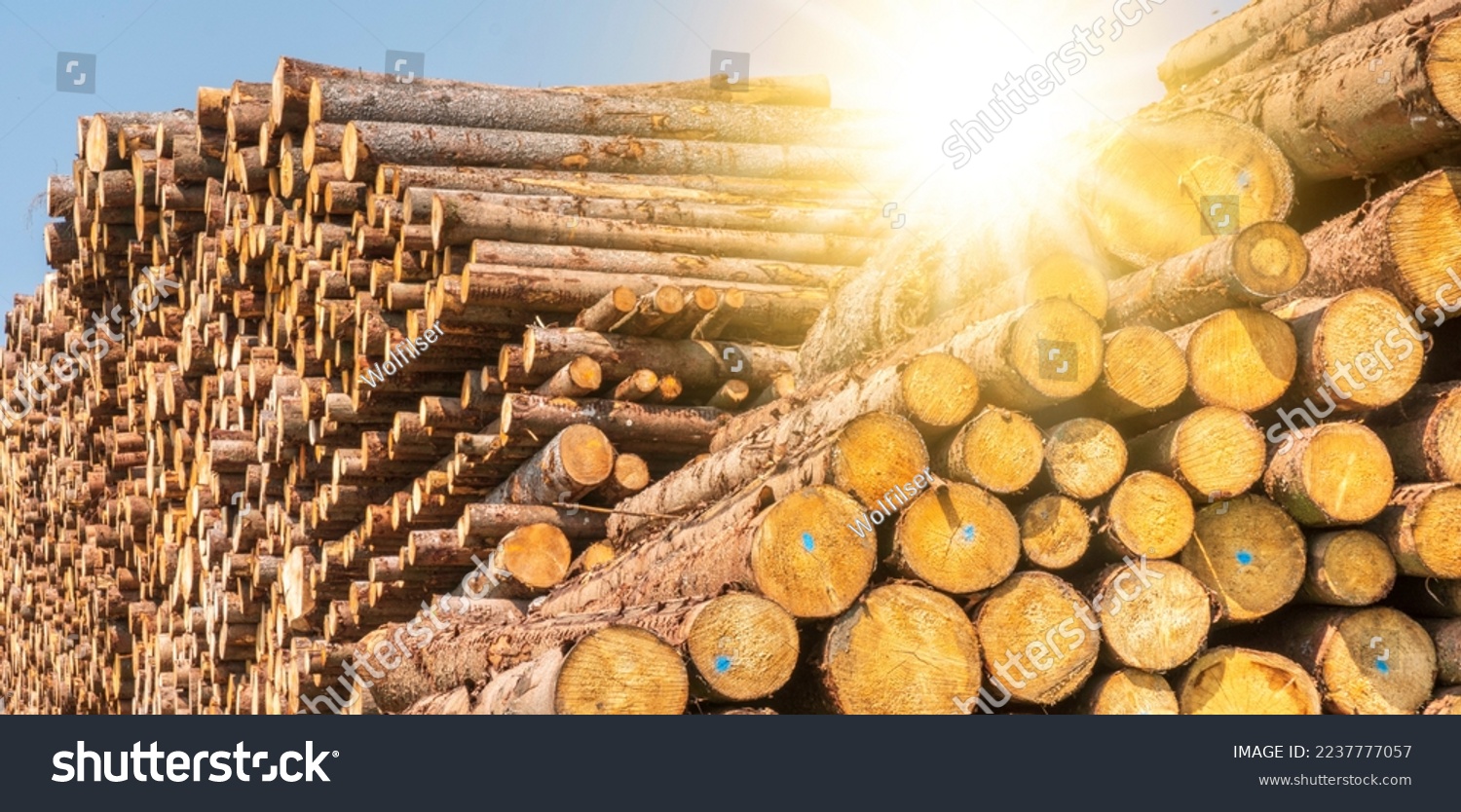 many tree trunks laying on storage place