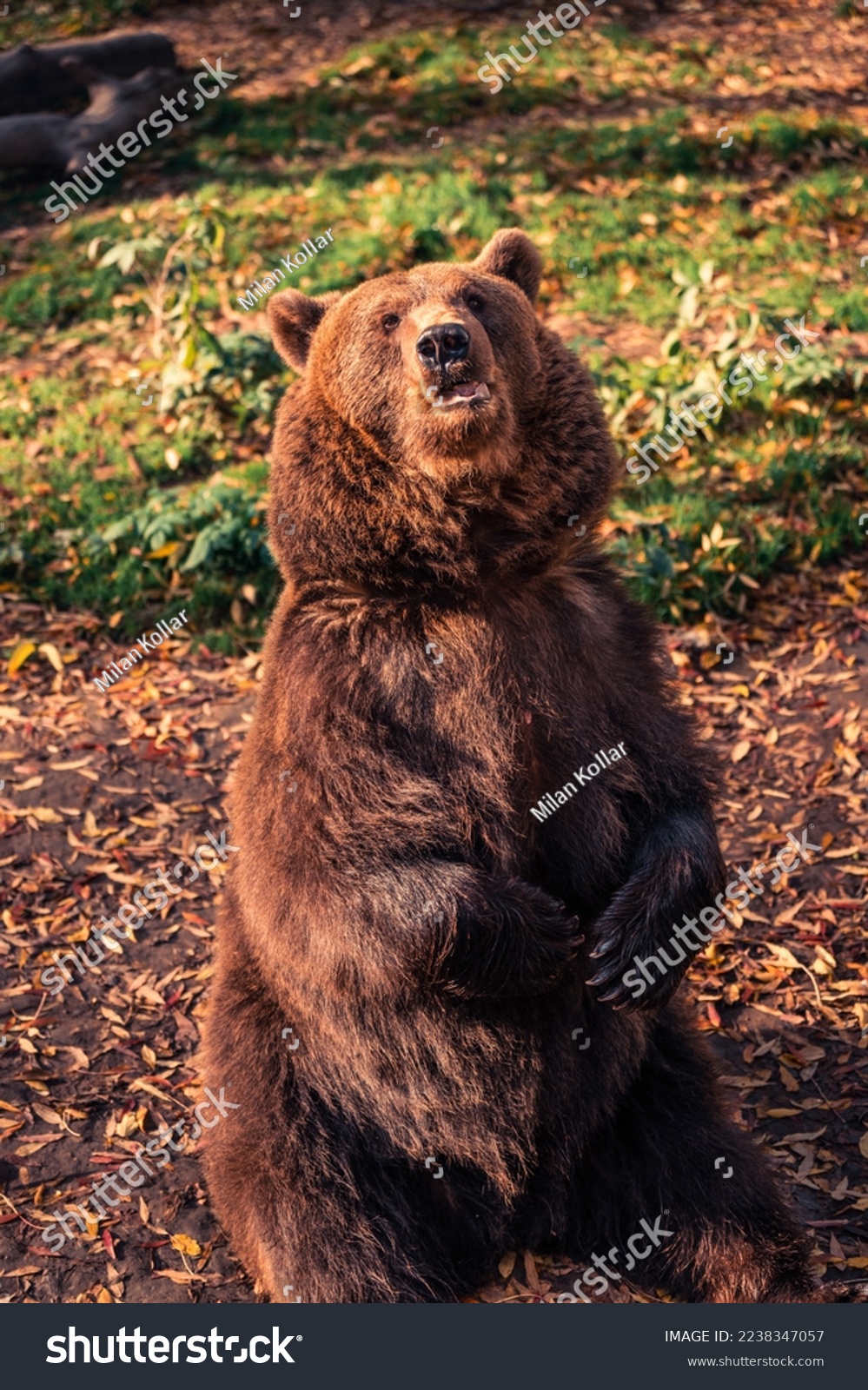 Brown bear standing in nature 