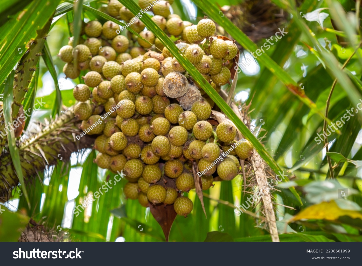 Rattan fruits in tropical forest at Thailand.

