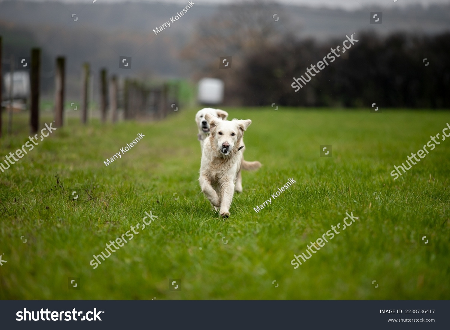 Two Labrador dogs run across a green field and play in a puddle