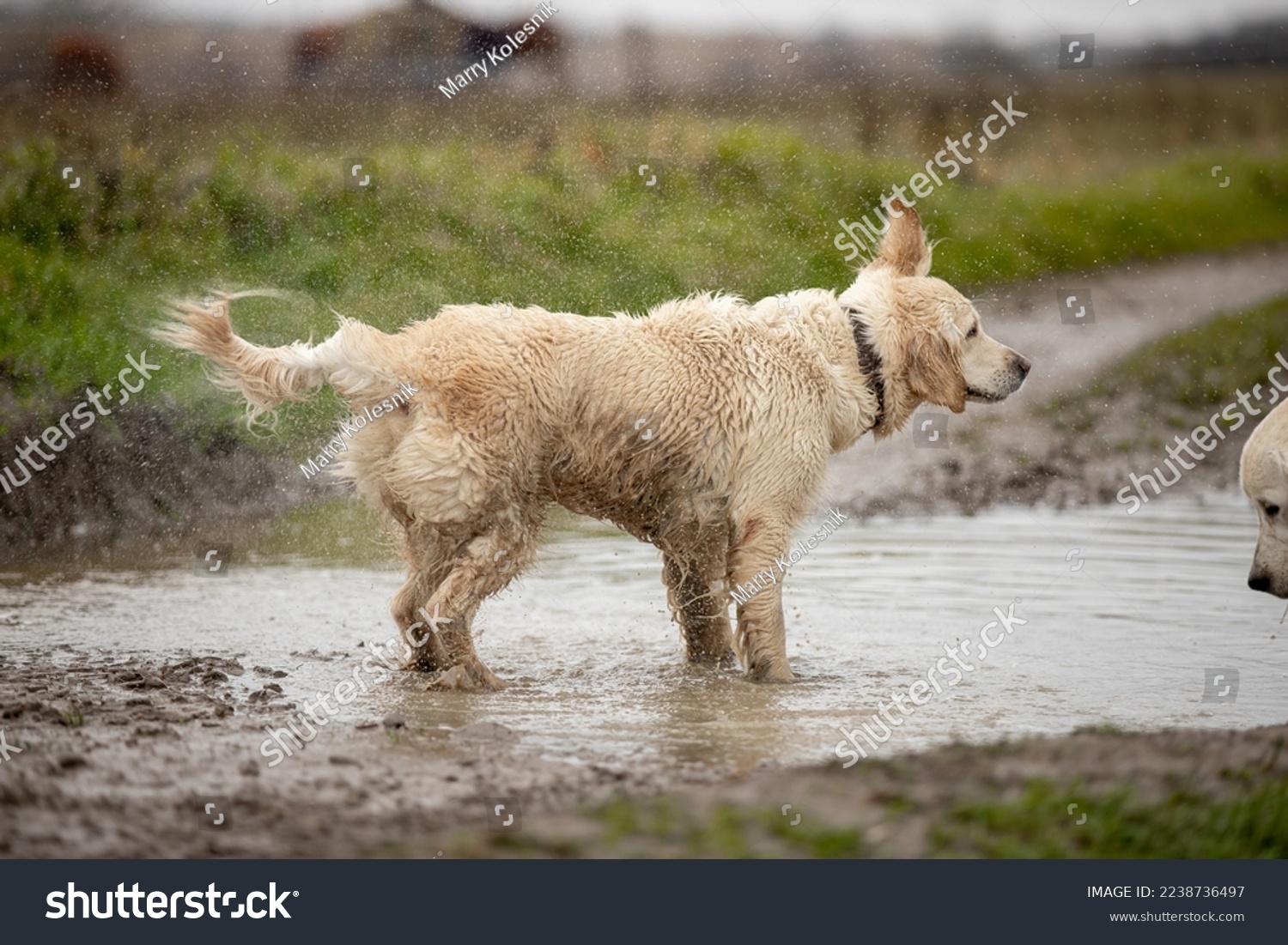 Two Labrador dogs run across a green field and play in a puddle