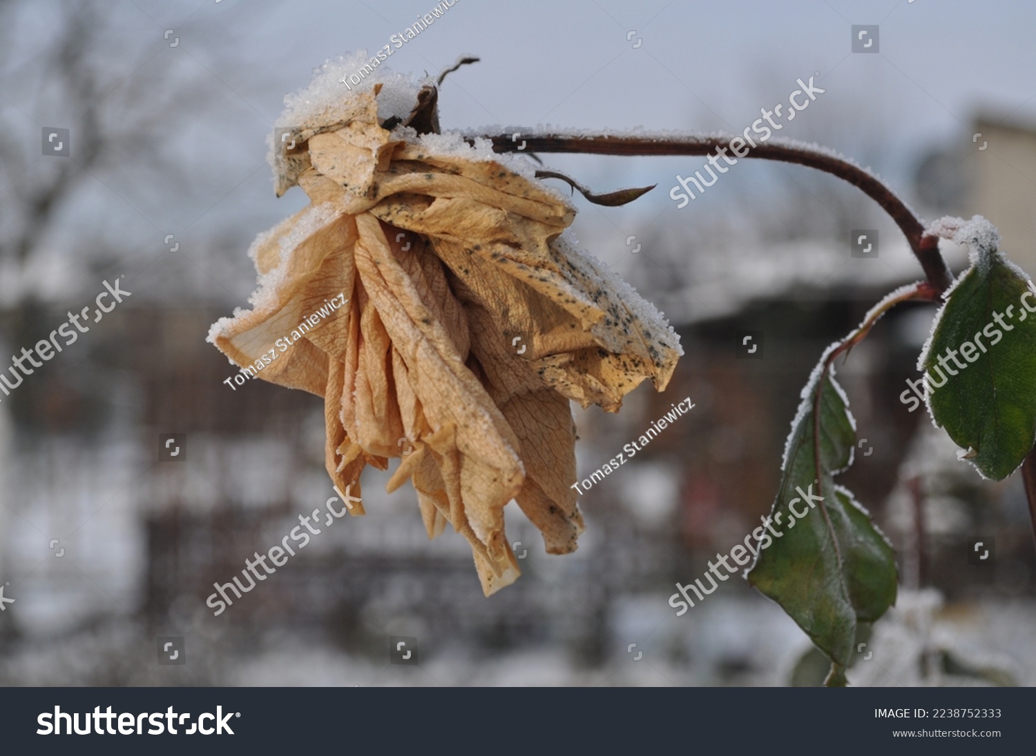 wilted rose flower covered with a fine layer of snow on a December day