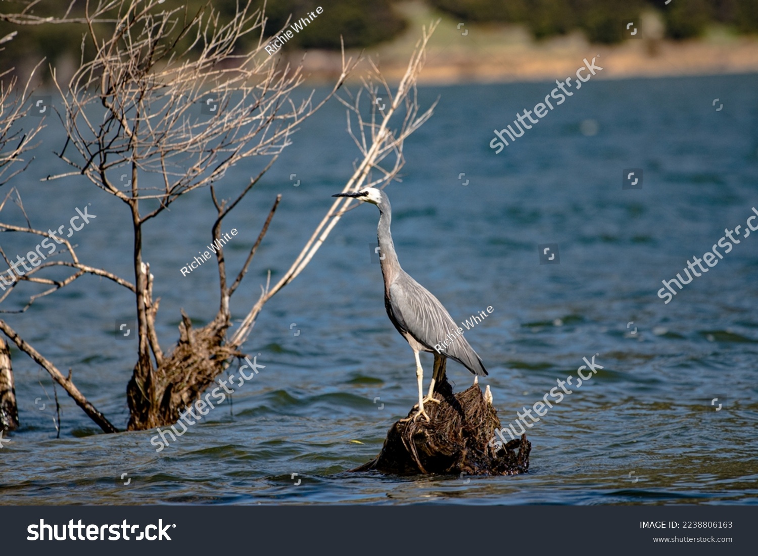 White Faced Heron at Lake Wairewa  Banks Peninsula