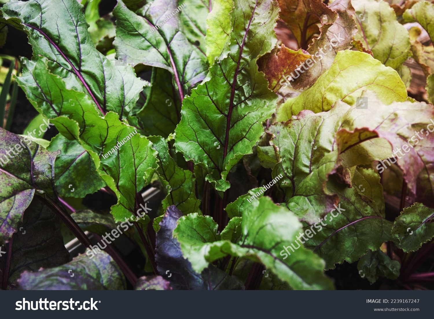 Beetroot greens grown in the garden bed