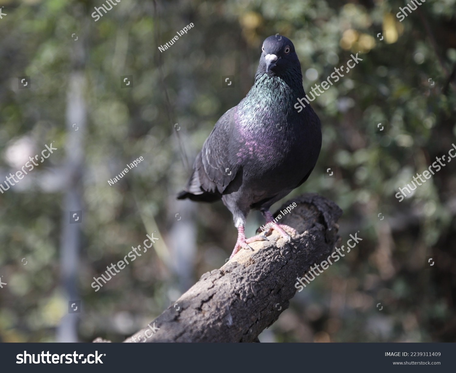 A family of pigeons in the natural habitat.