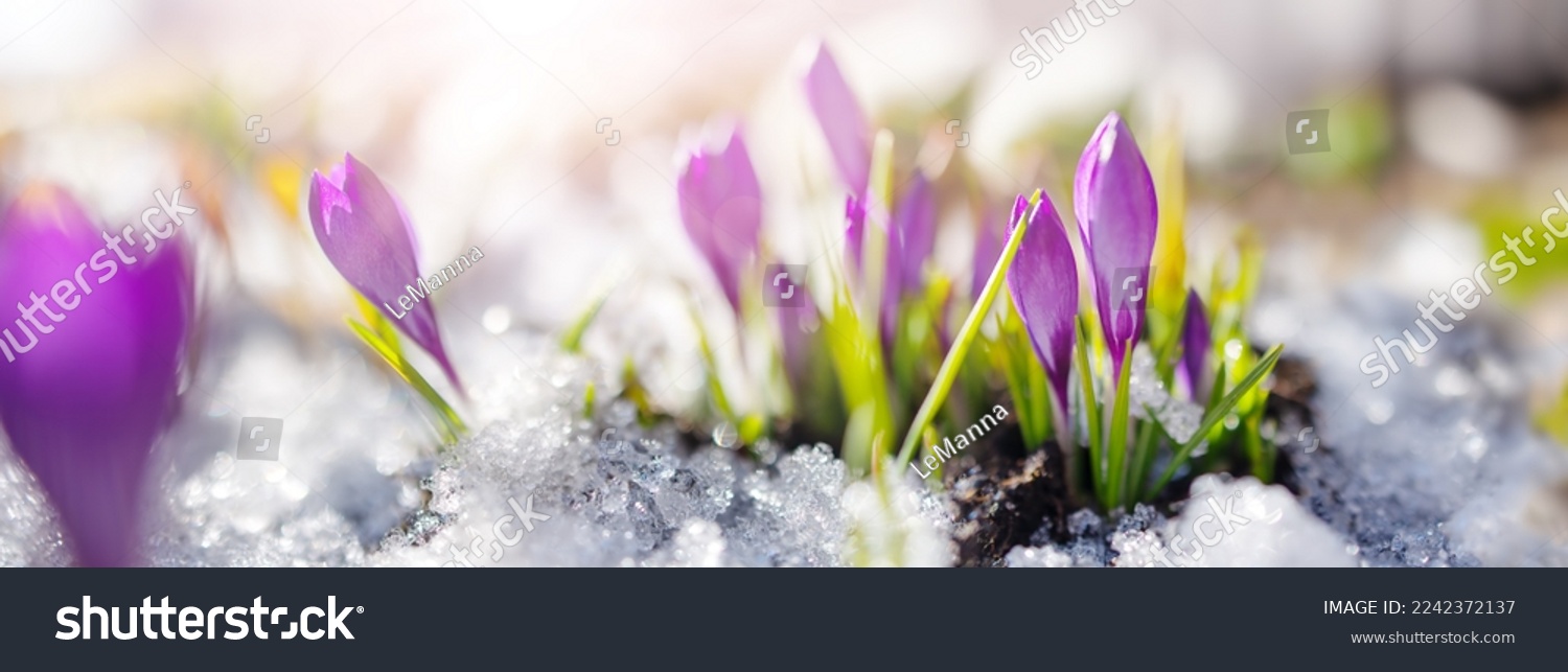 Closeup panoramic view of the spring flowers in the park.