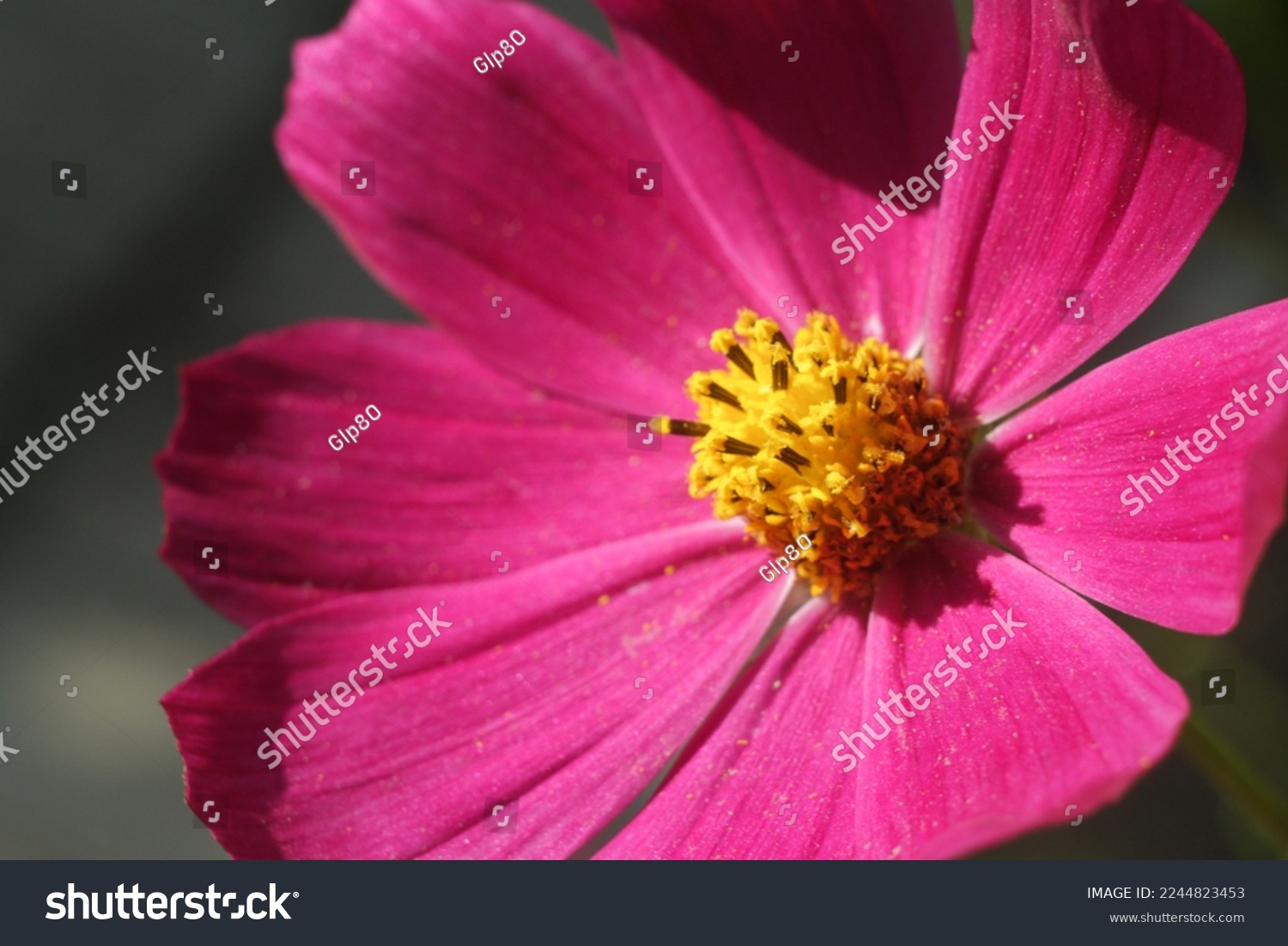 pinkkosmeyflowercloseupwithdarkbackground