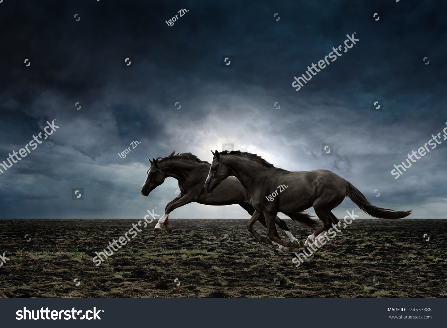 Couple black horses running through plowed field in stormy weather