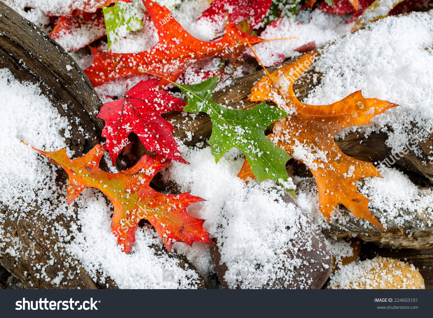 Bright autumn leaves covered with snow on aged driftwood and rocks