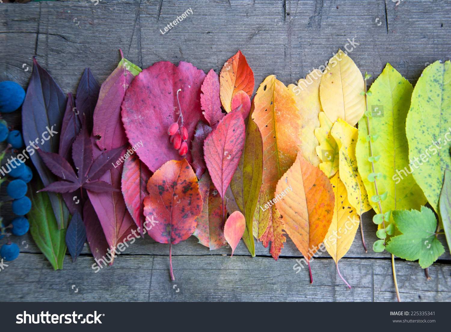 Autumn leaves and berries  Autumn background  Colors of Fall
