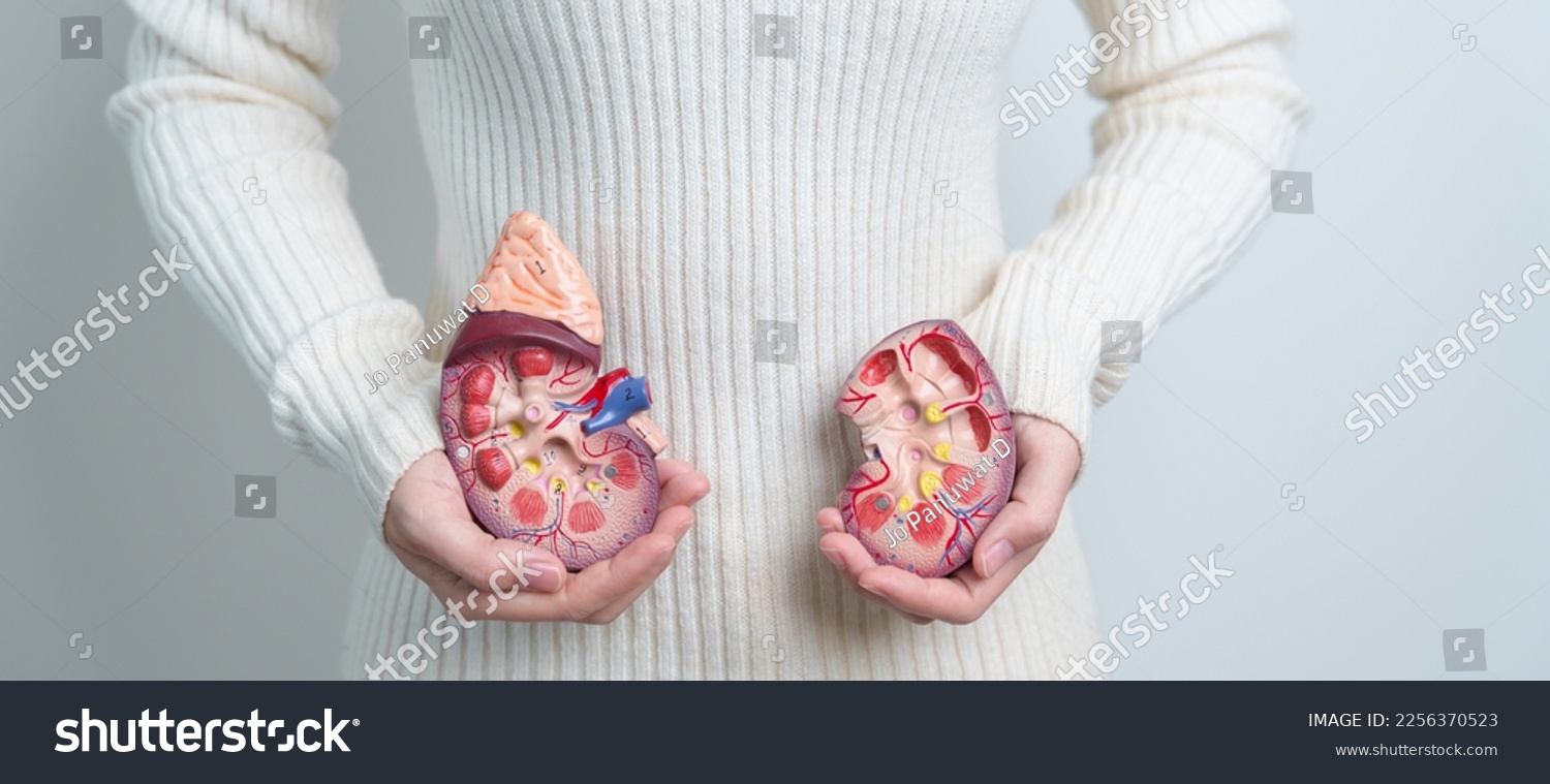 woman holding Anatomical human kidney Adrenal gland model. disease of Urinary system and Stones  Cancer  world kidney day  Chronic kidney and Organ Donor Day concept