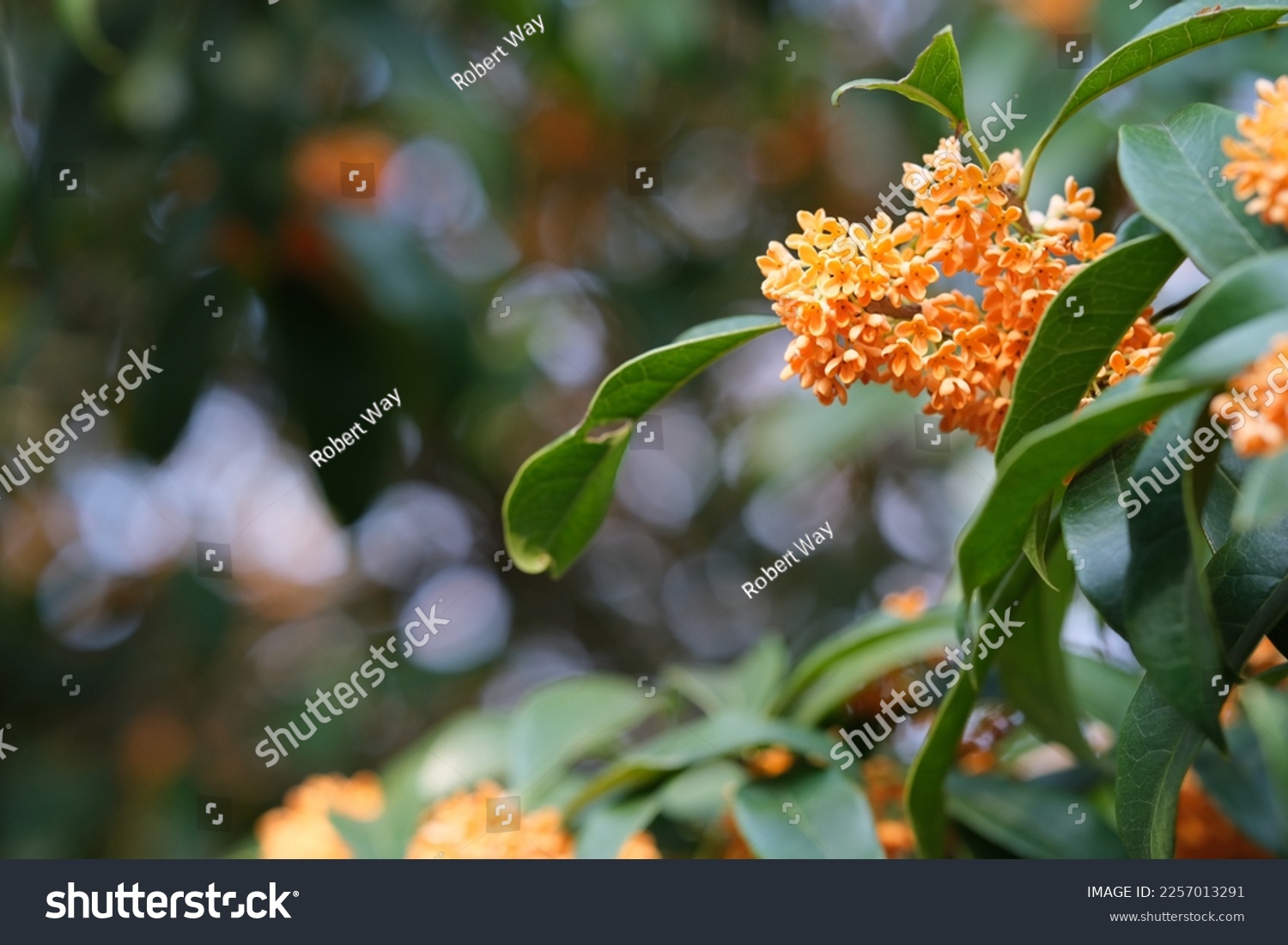 orange color Osmanthus fragrans flower on tree with bokeh